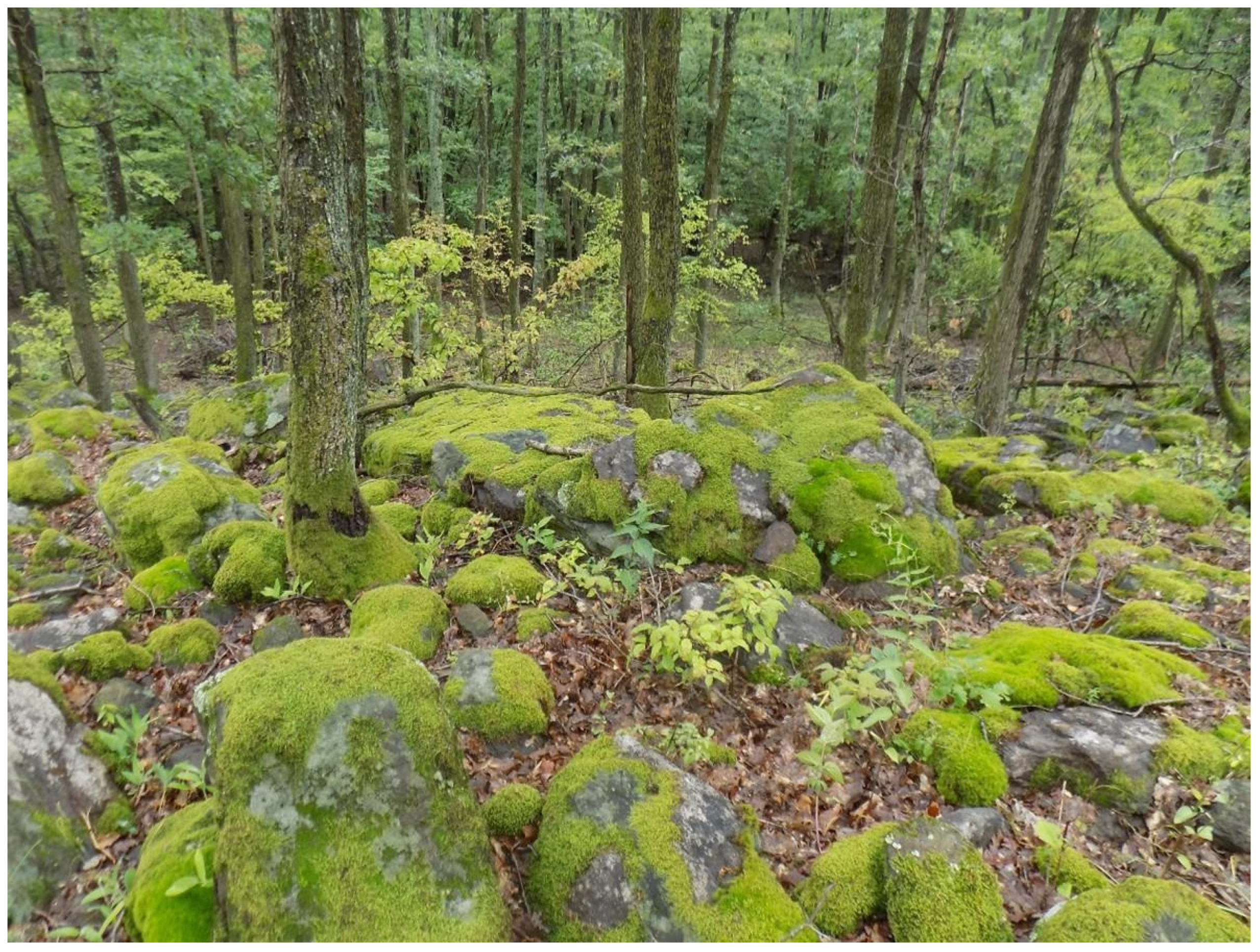 Plants 14 03785 g002