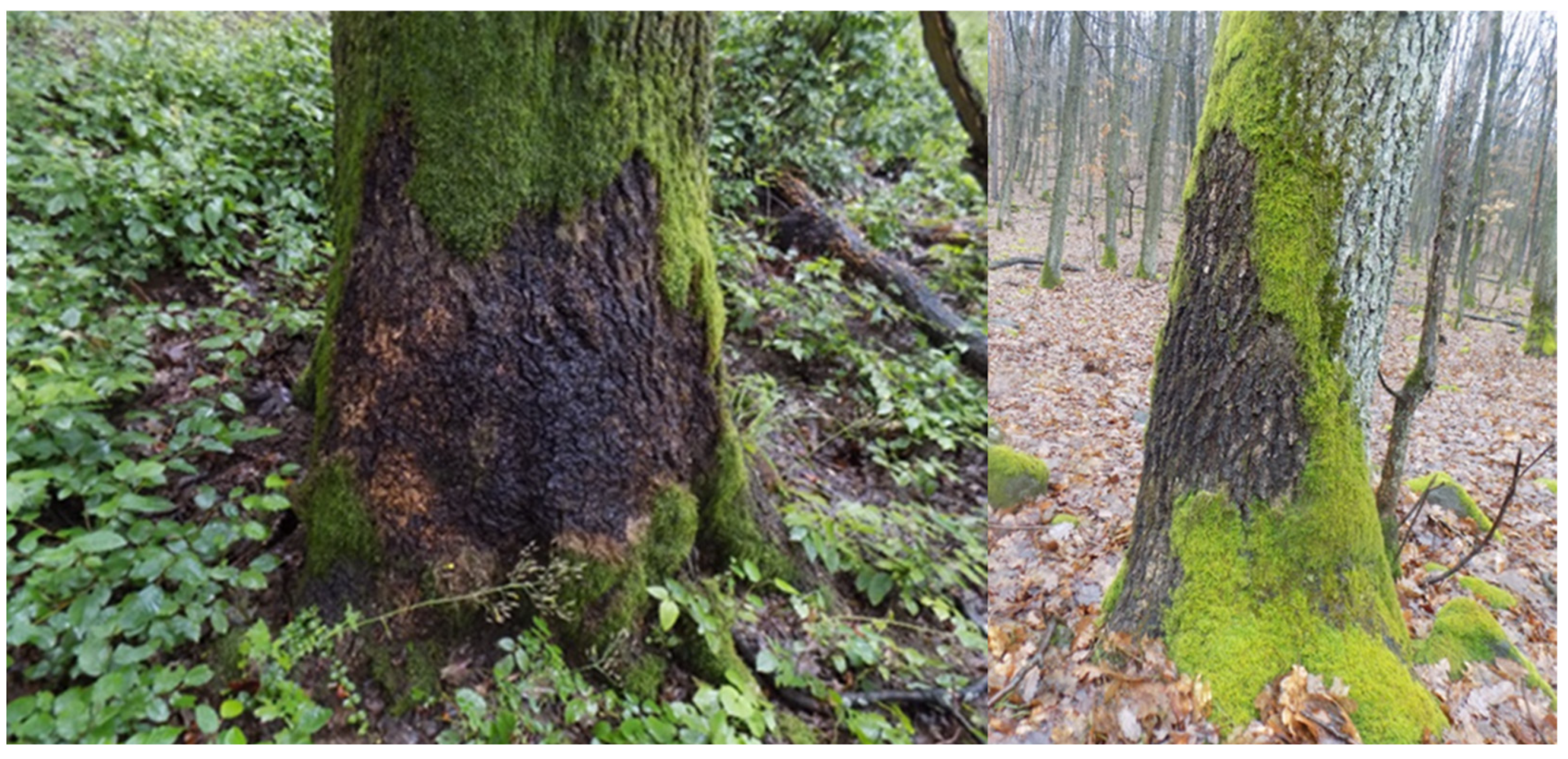 Plants 14 03785 g003