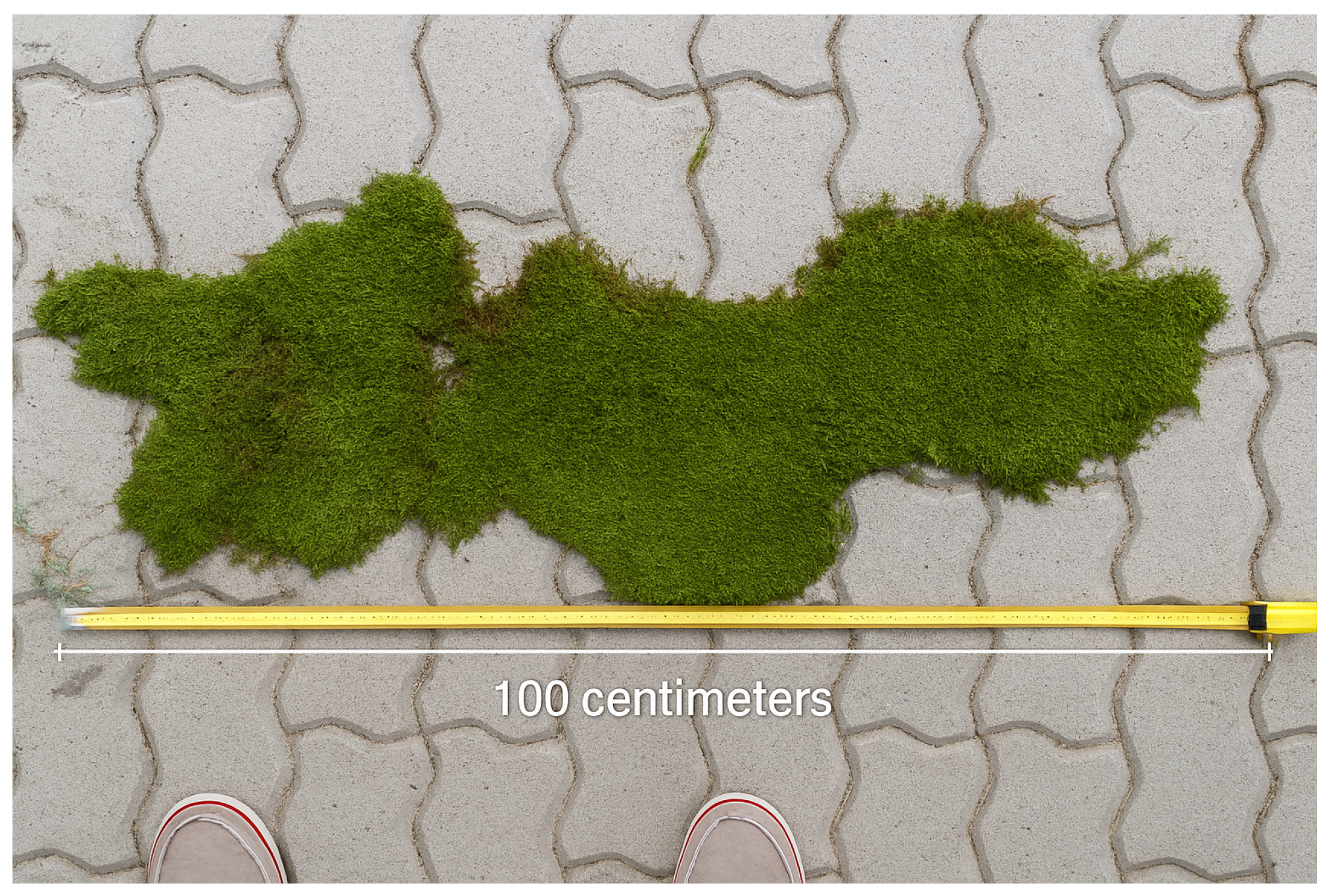 Plants 14 03785 g006