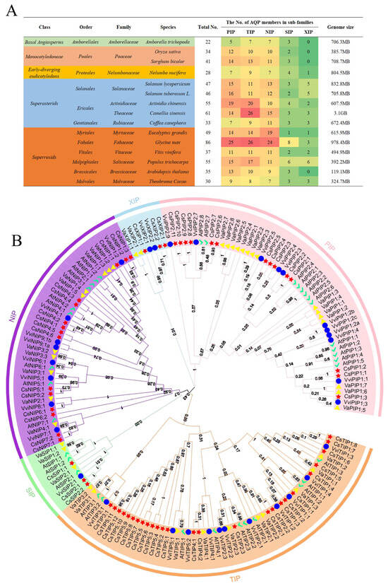 Genome-Wide Identification and Expression Analysis of Aquaporin Gene ...