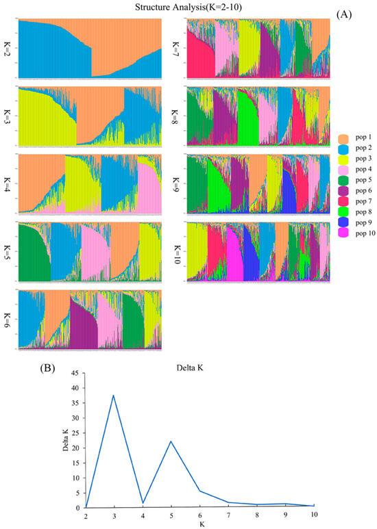 Accelerating Dalbergia odorifera Plantation Breeding: SSR-Based