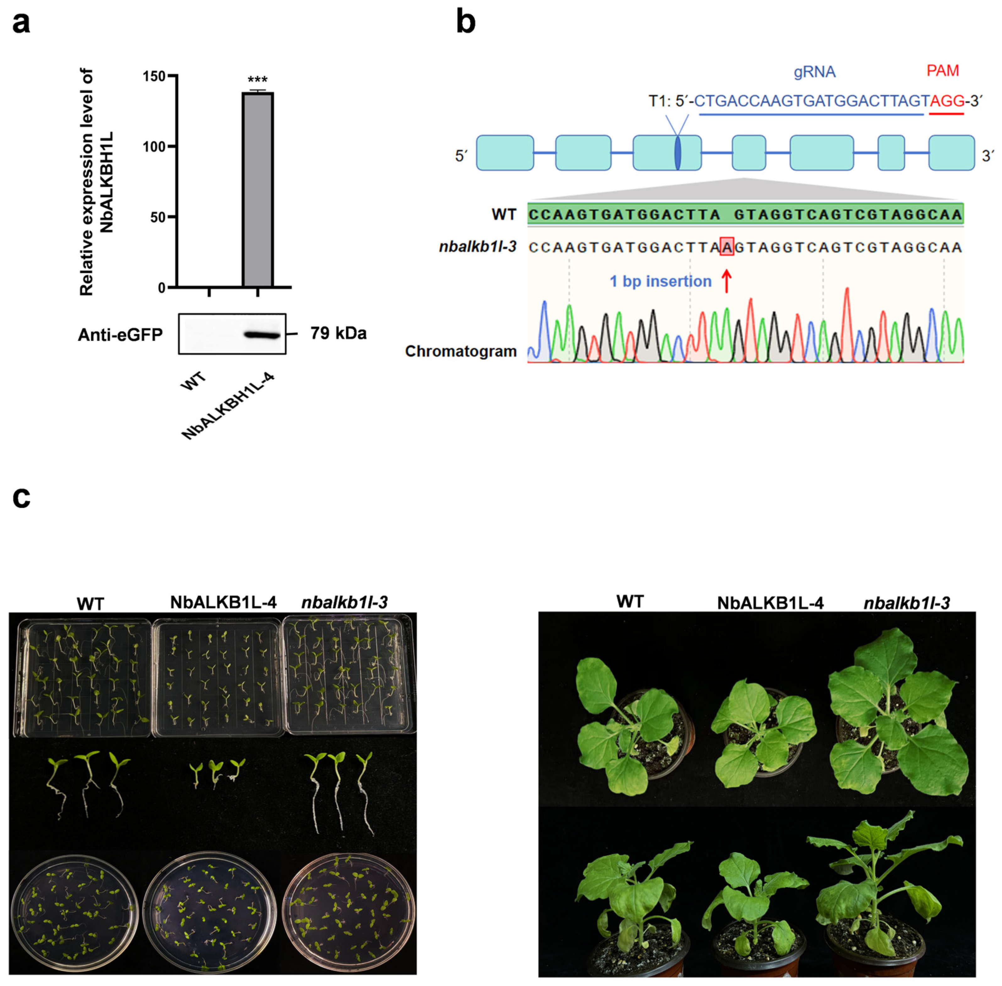 Plants 14 03796 g003 Plants 14 03796 g003