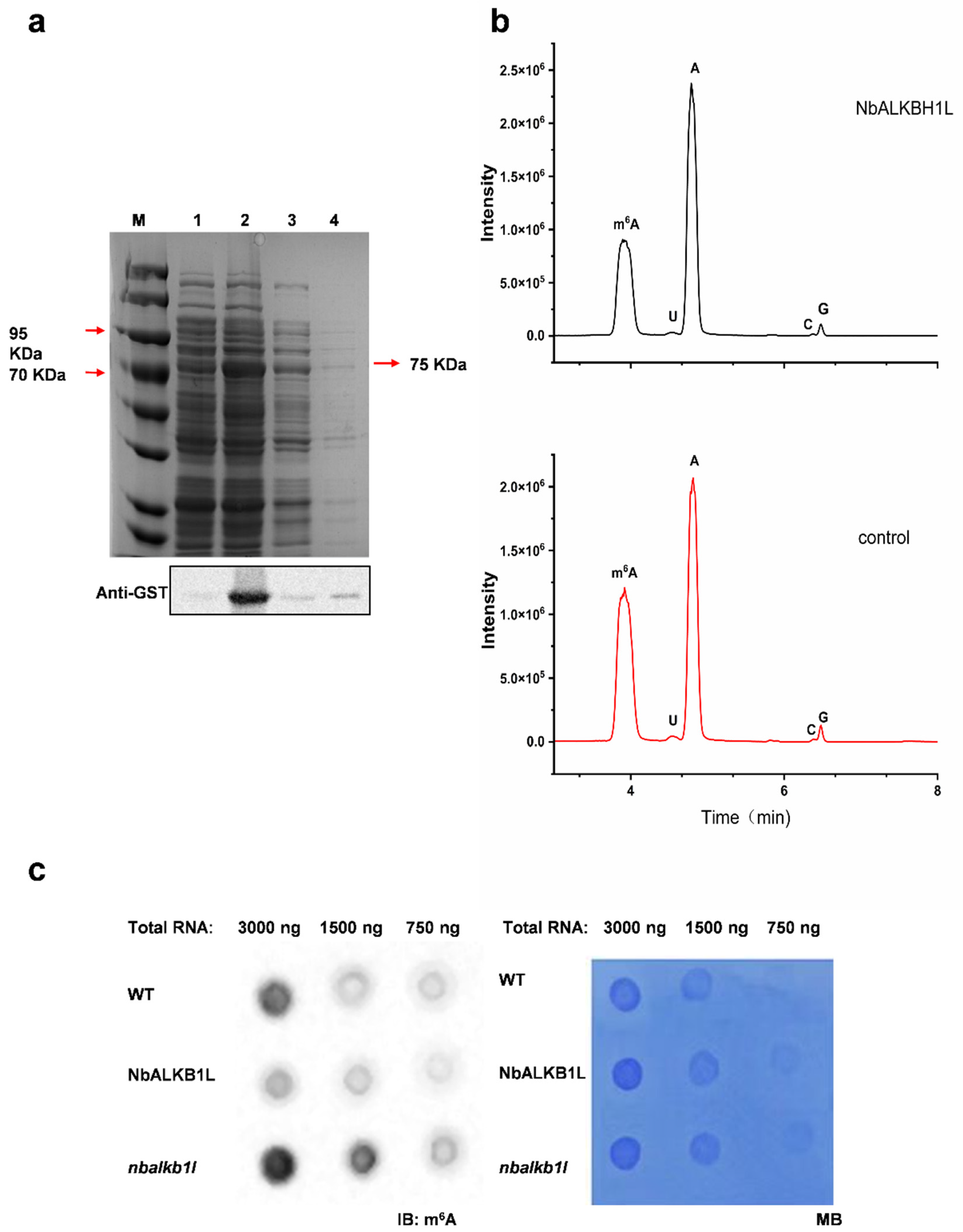Plants 14 03796 g004 Plants 14 03796 g004