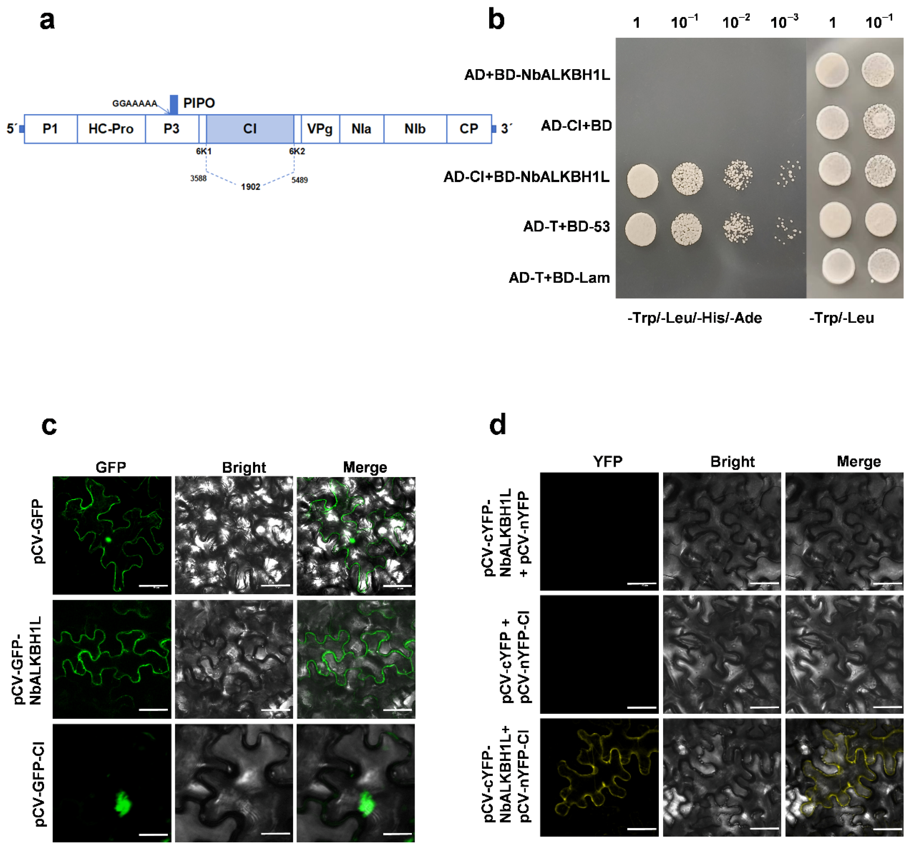 Plants 14 03796 g006 Plants 14 03796 g006