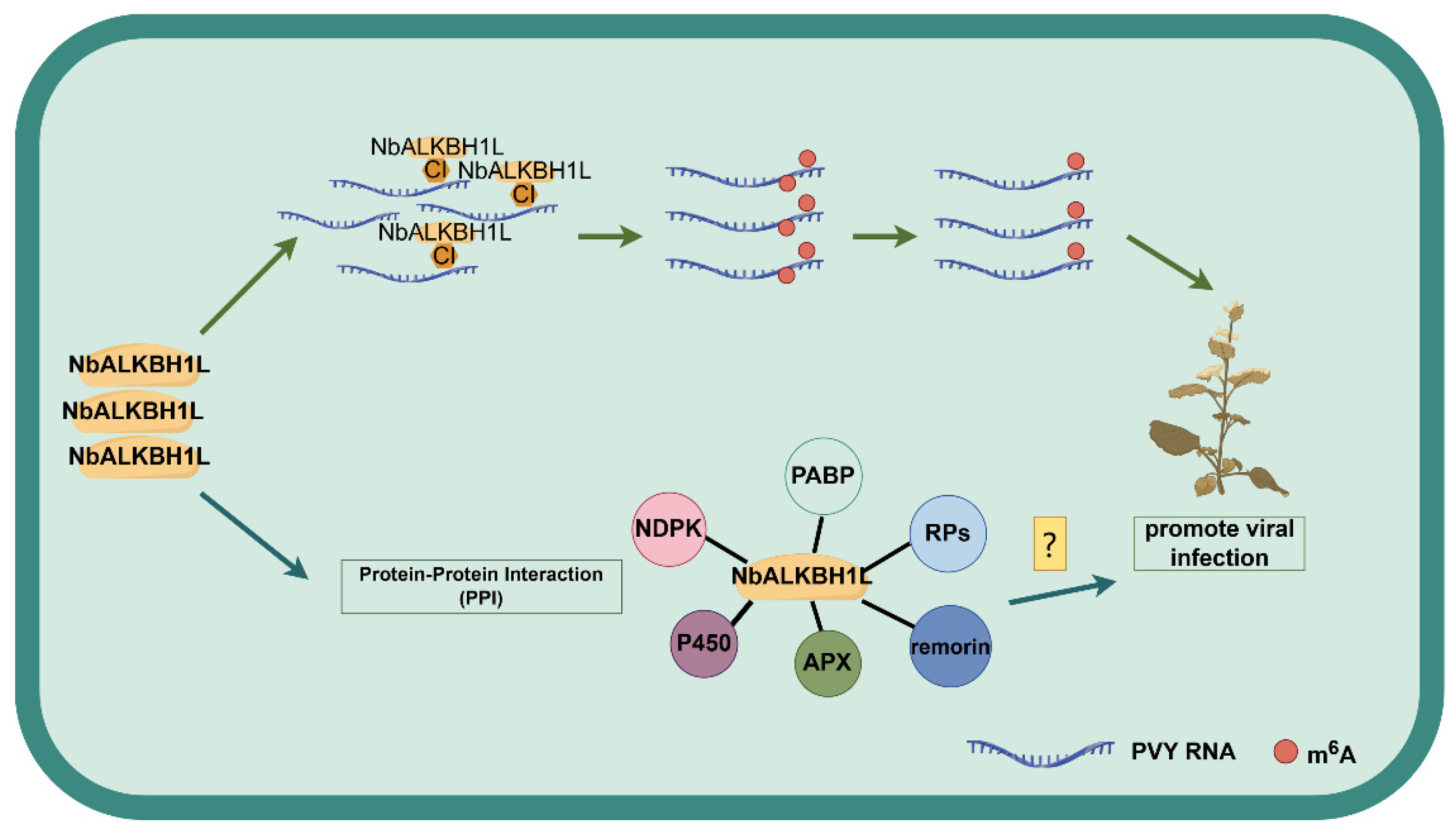 Plants 14 03796 g008 Plants 14 03796 g008