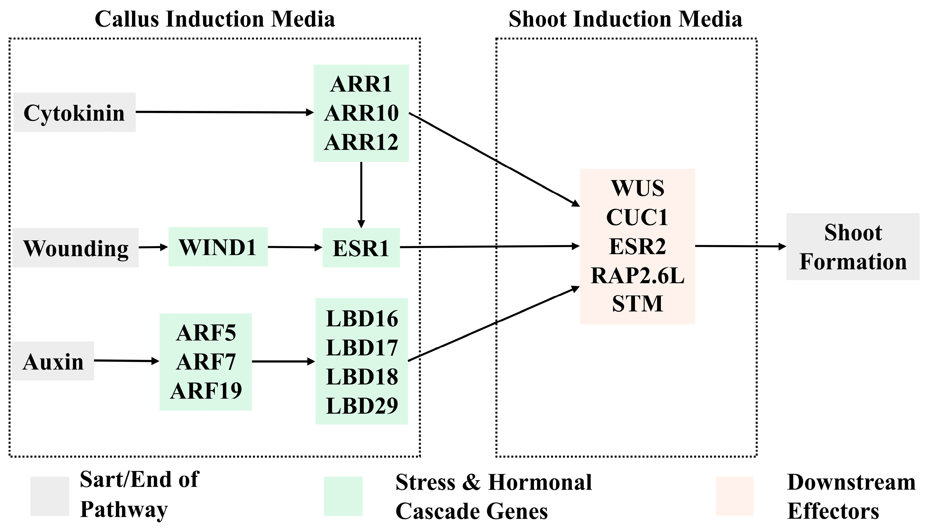 Plants 14 03797 g002 Plants 14 03797 g002