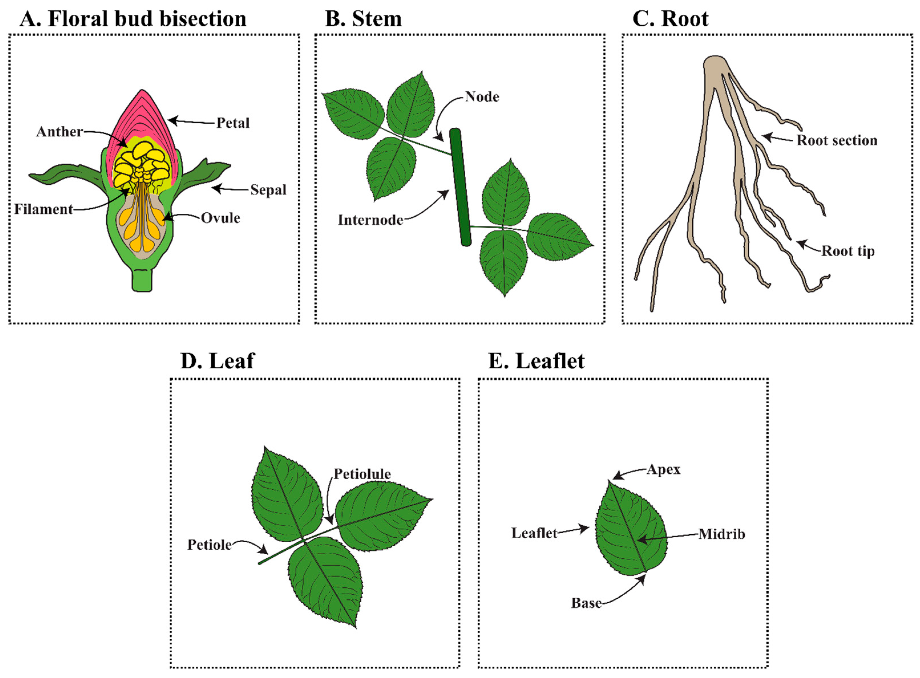 Plants 14 03797 g004 Plants 14 03797 g004