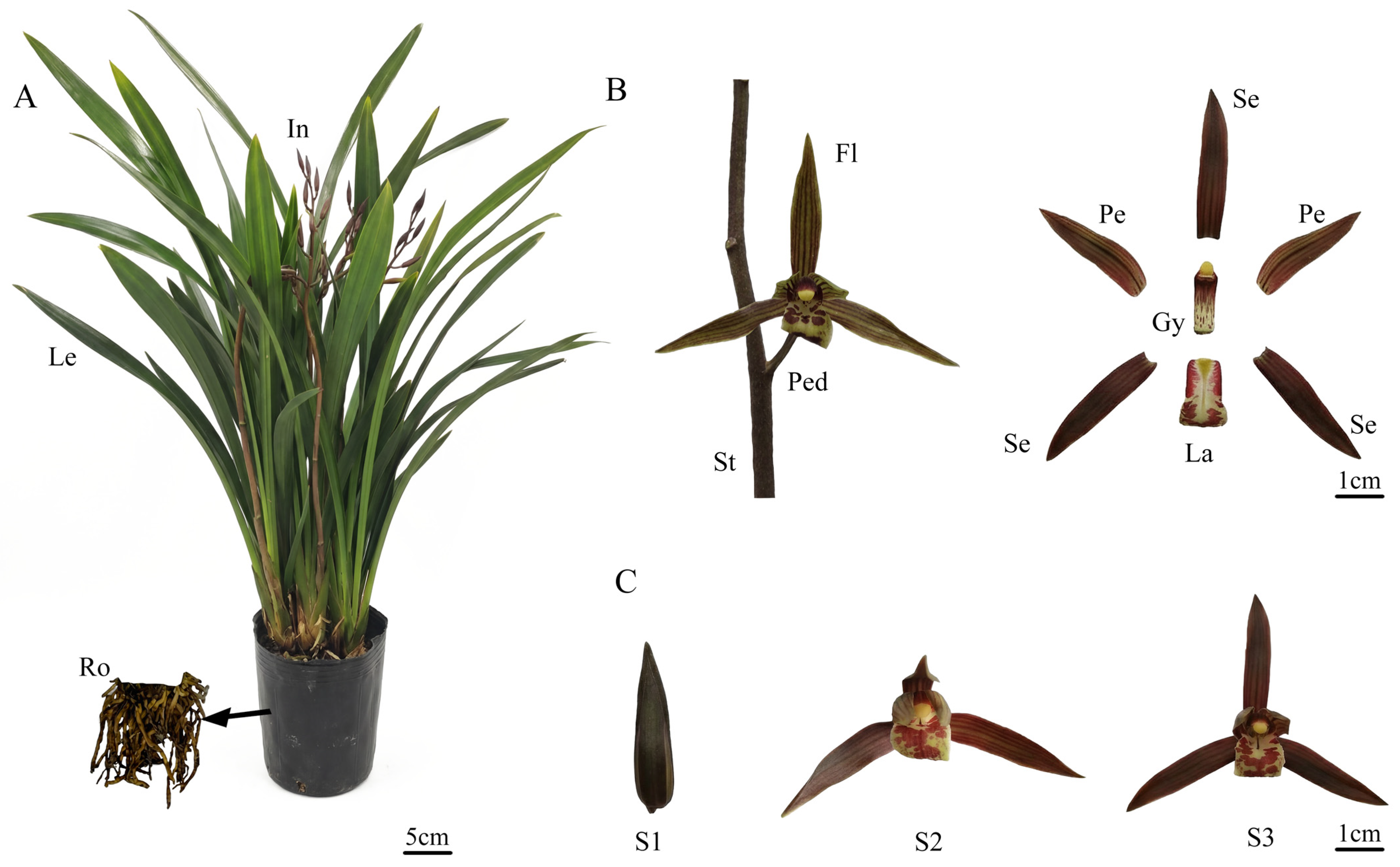 Plants 14 03804 g001 Plants 14 03804 g001