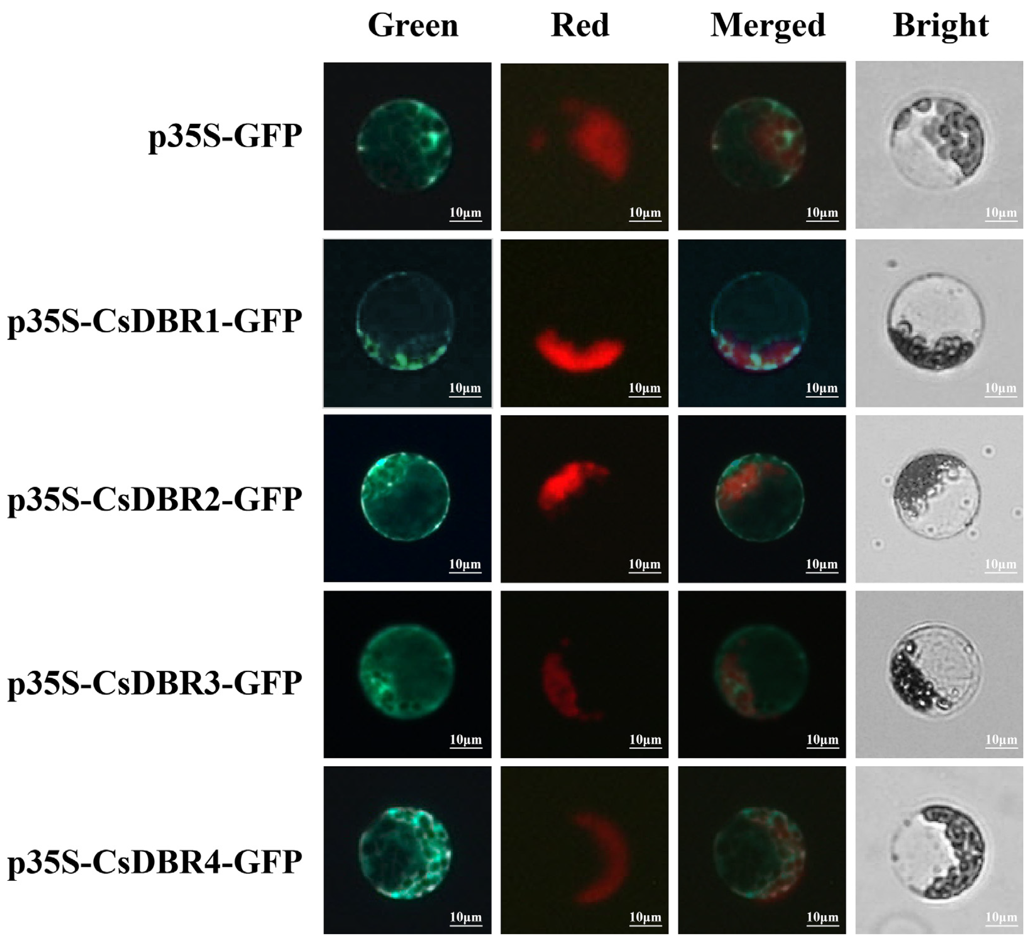 Plants 14 03804 g006 Plants 14 03804 g006