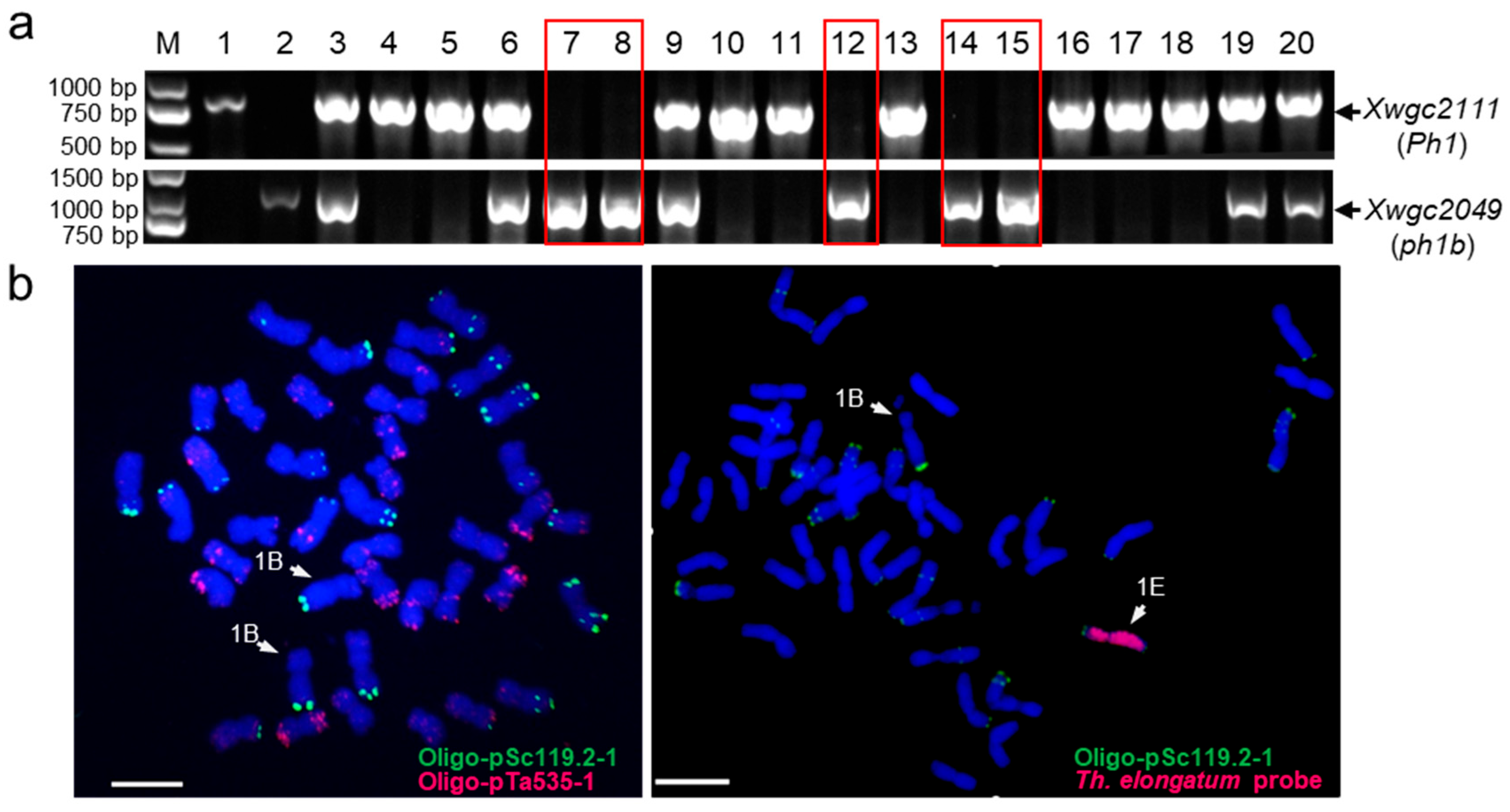 Plants 14 03805 g002 Plants 14 03805 g002