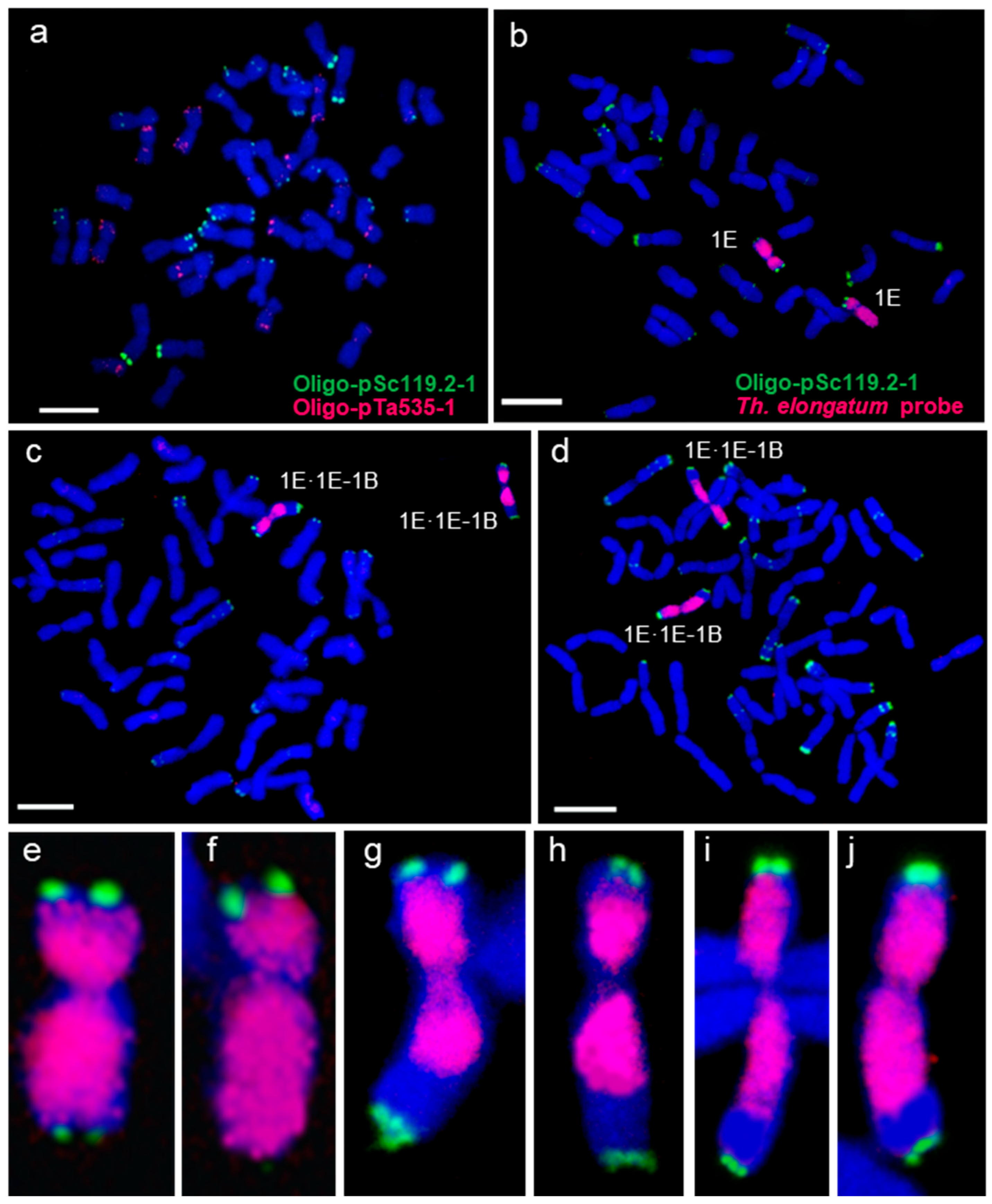 Plants 14 03805 g004 Plants 14 03805 g004