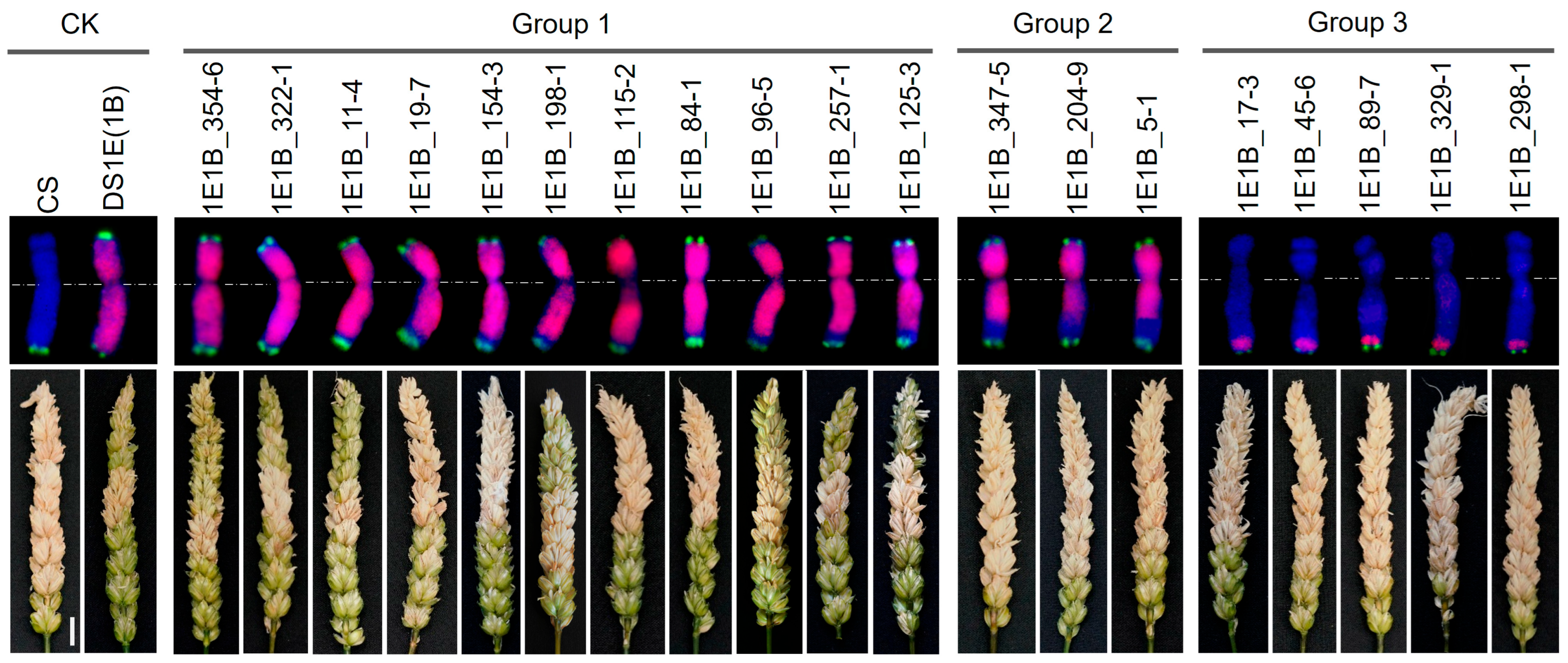 Plants 14 03805 g006 Plants 14 03805 g006