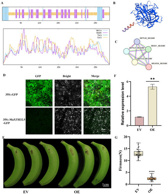 Transcriptomics and Gene Family Identification of Cell Wall