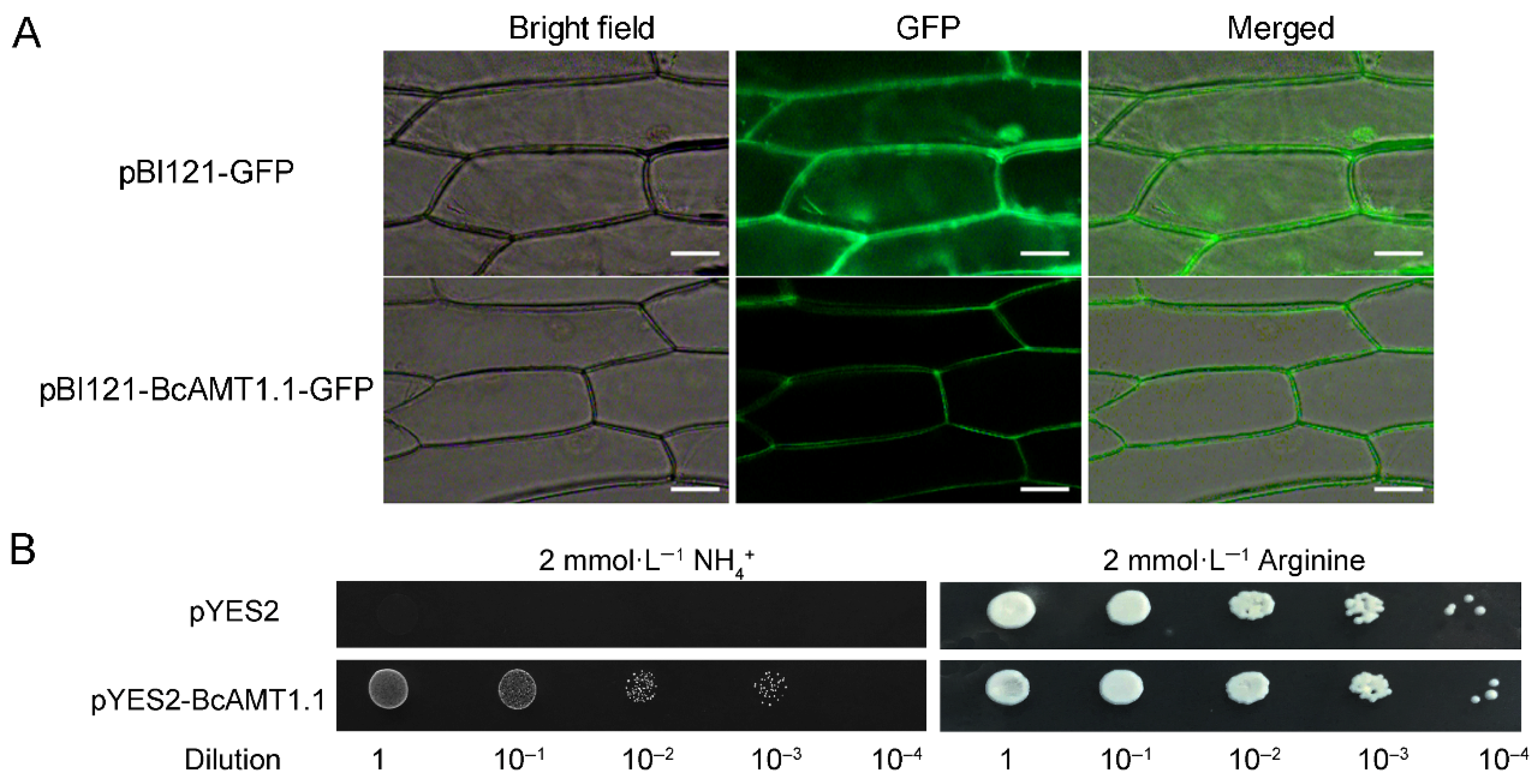 Plants 14 03812 g008 Plants 14 03812 g008
