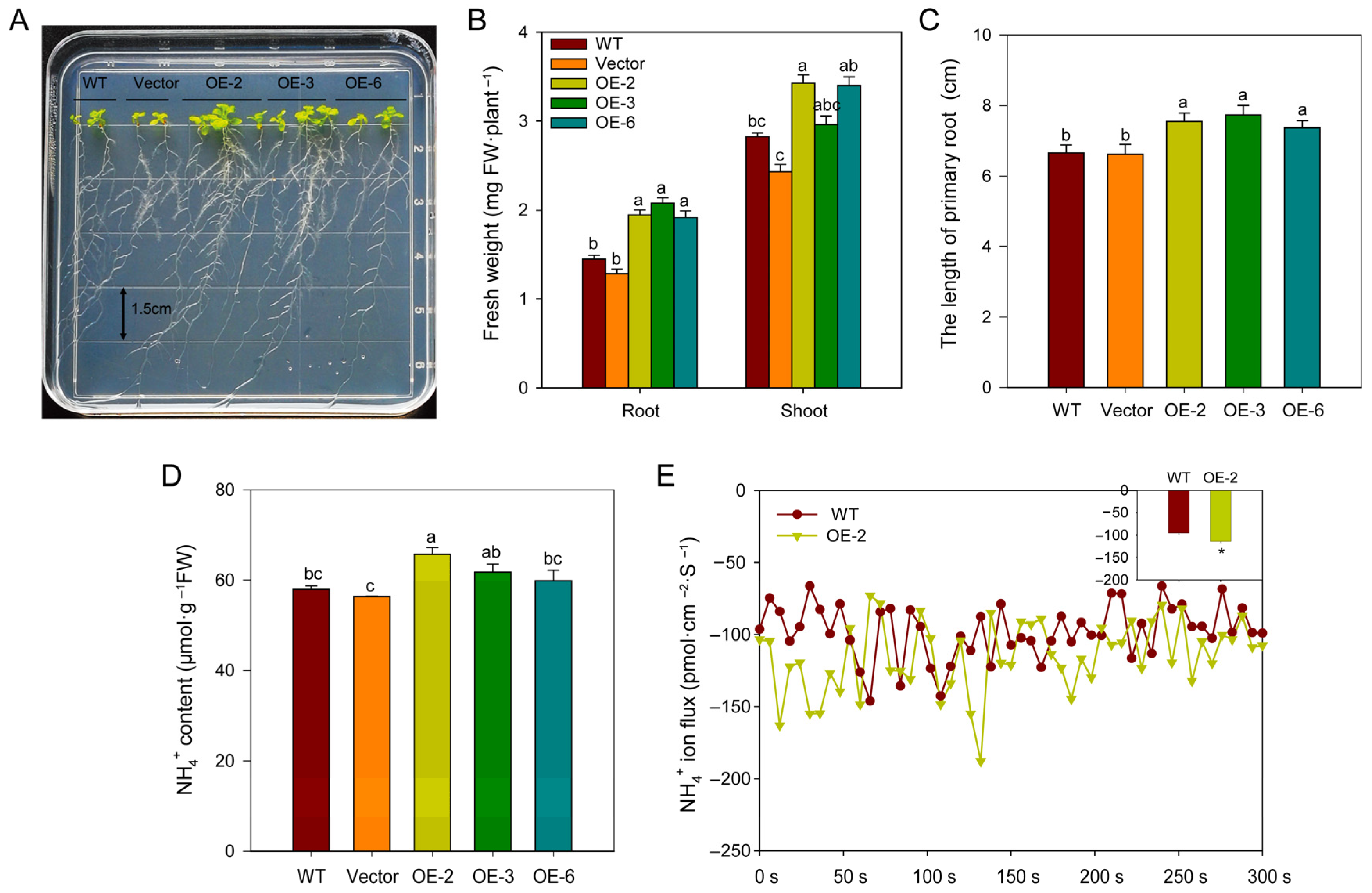 Plants 14 03812 g009 Plants 14 03812 g009