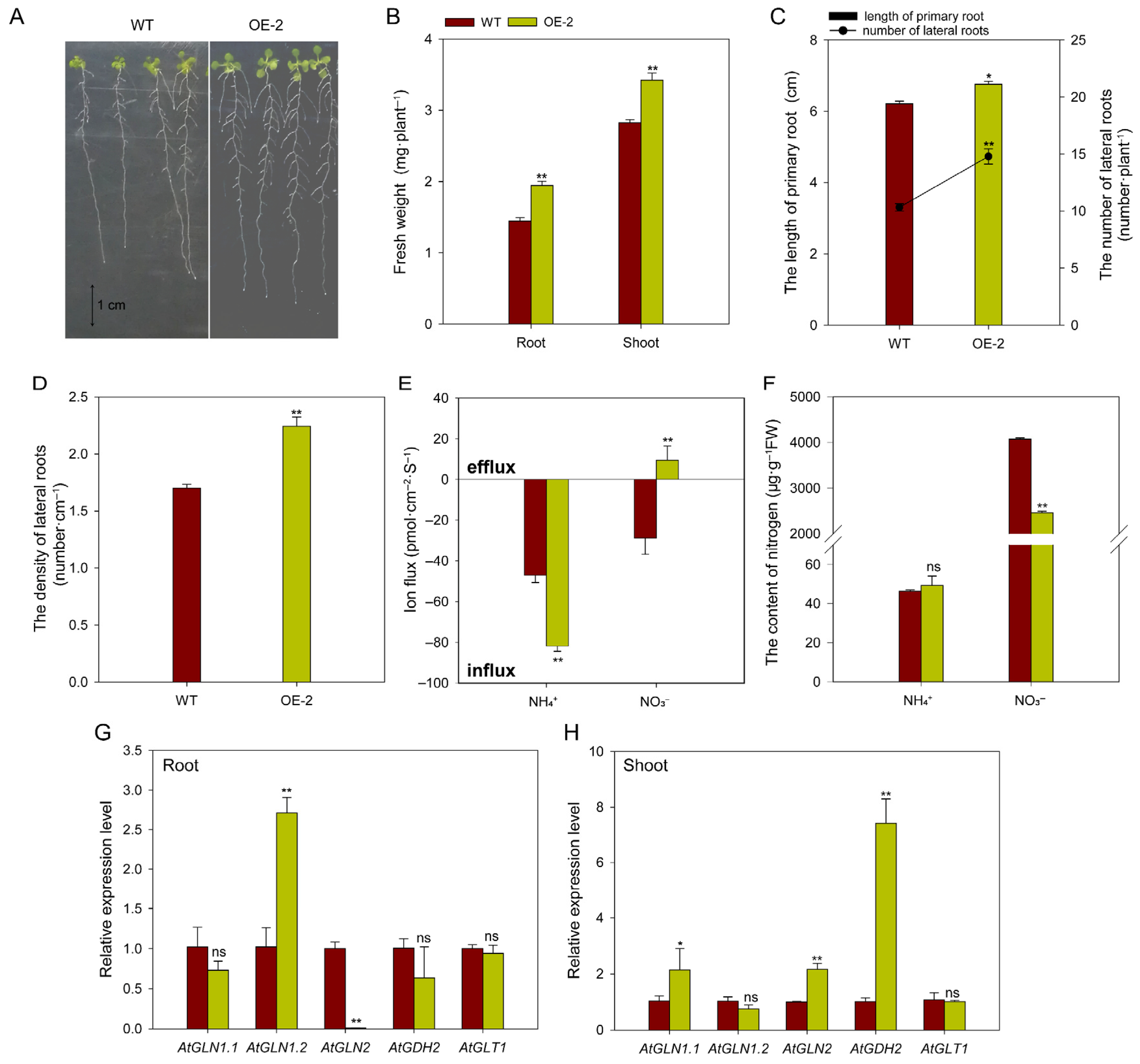 Plants 14 03812 g010 Plants 14 03812 g010