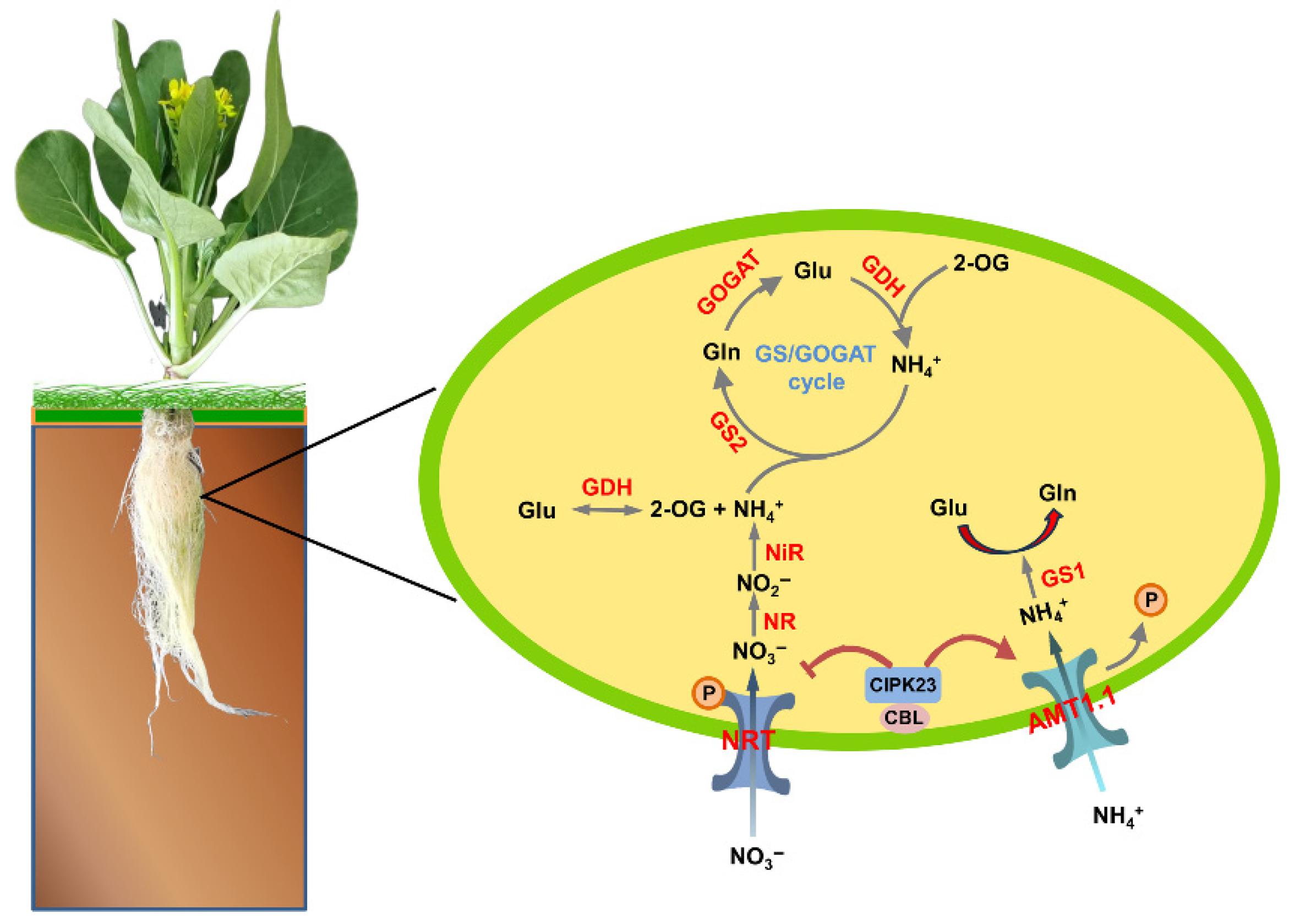Plants 14 03812 g012 Plants 14 03812 g012