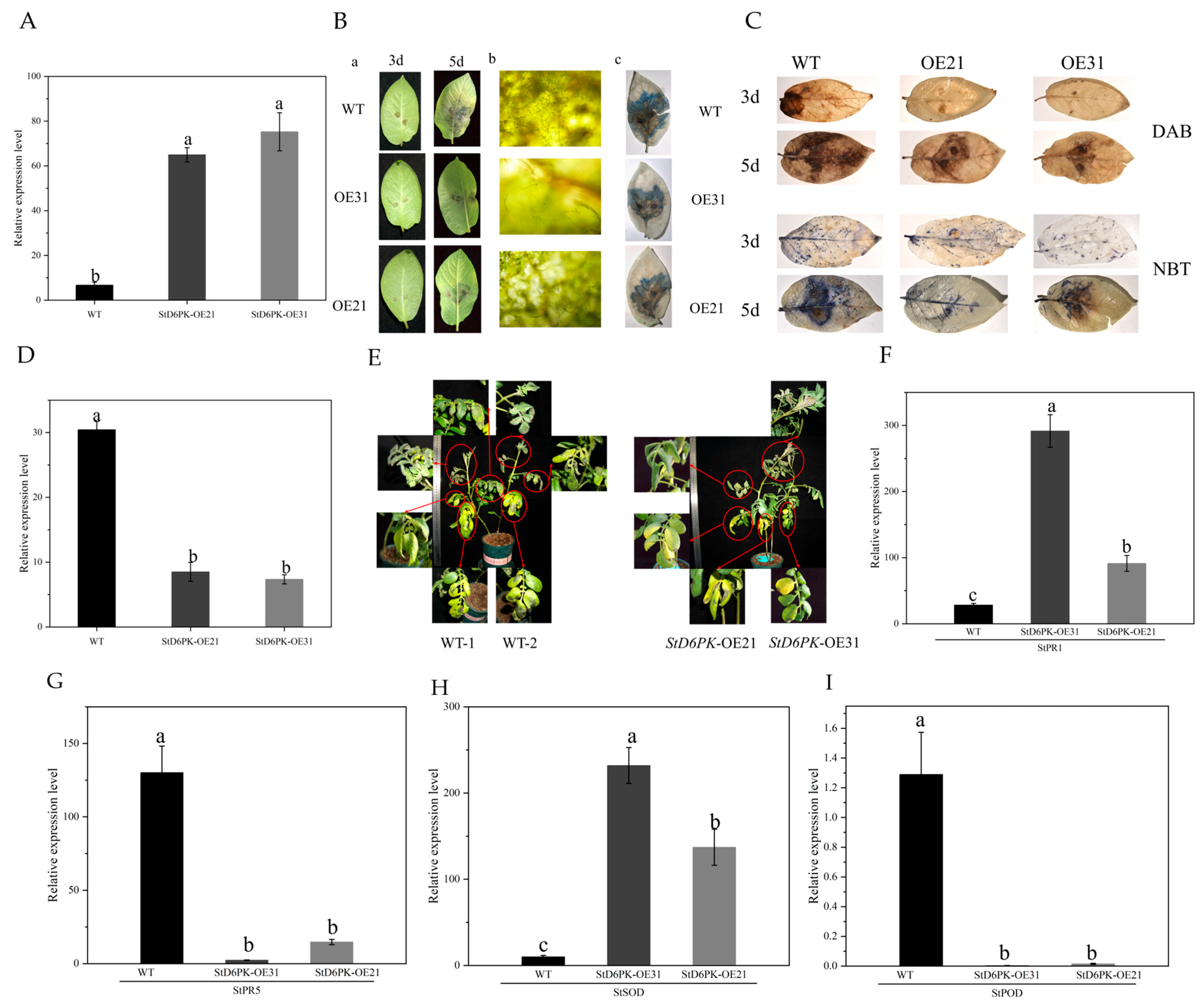 Plants 14 03818 g011
