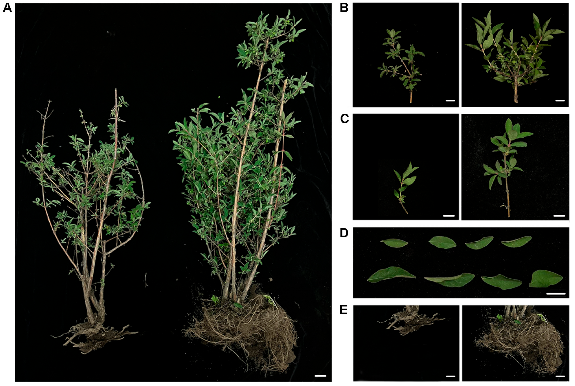 Plants 14 03820 g001