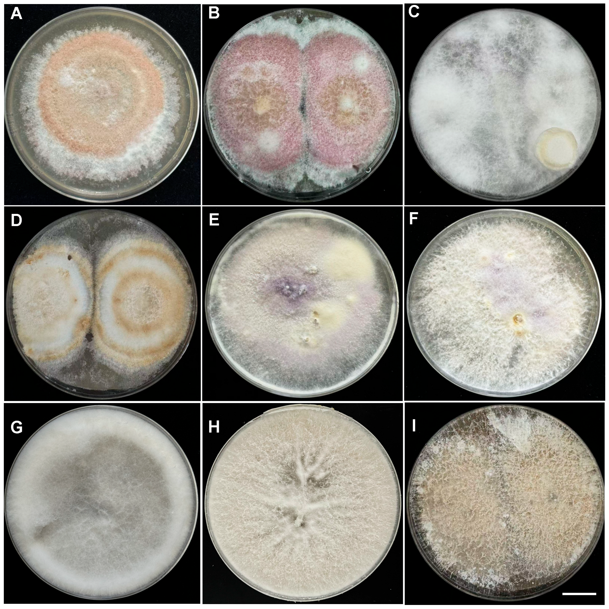 Plants 14 03820 g002