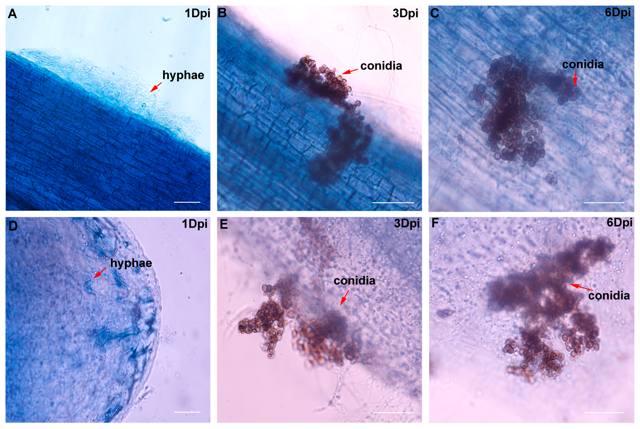 Plants 14 03820 g006