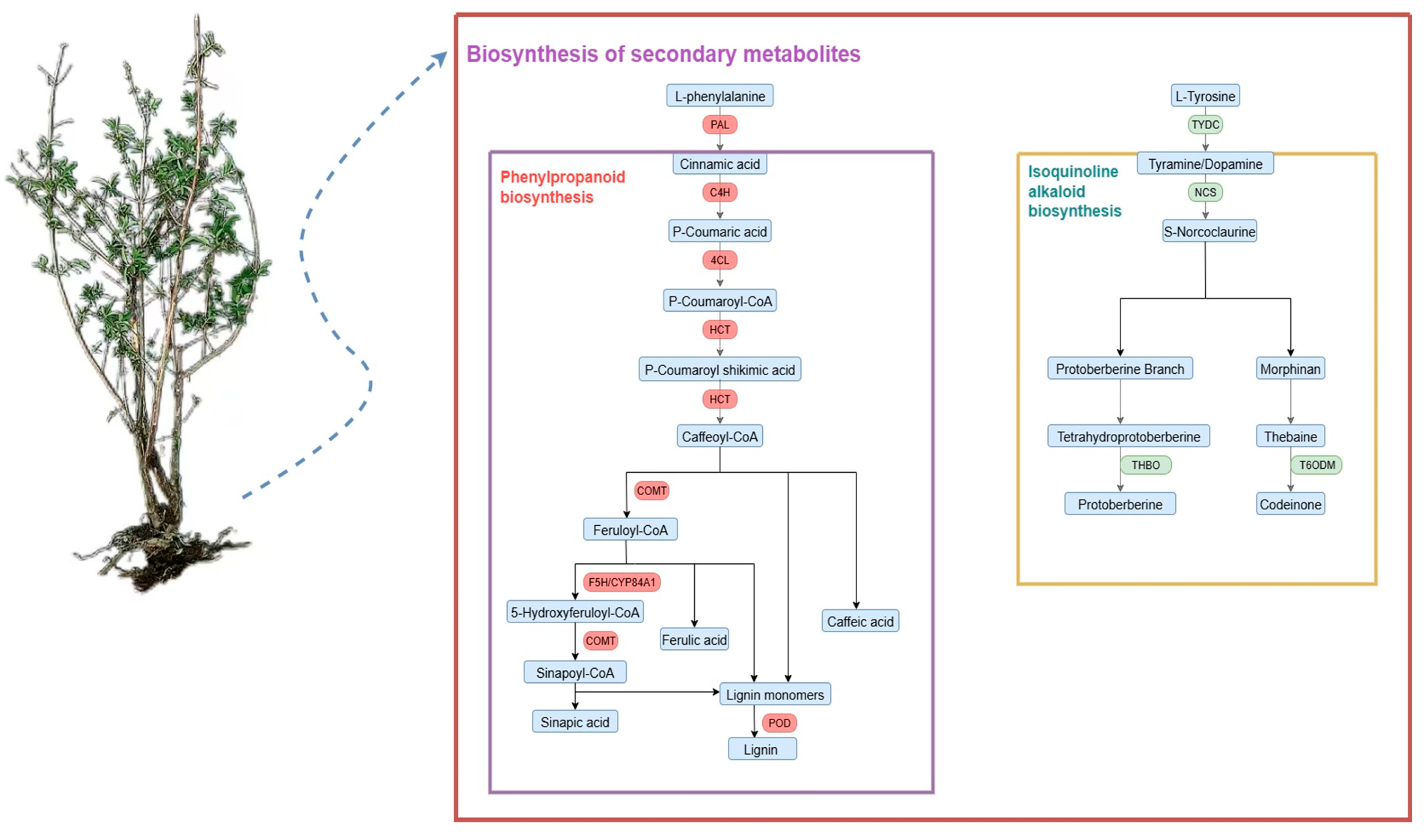 Plants 14 03820 g010