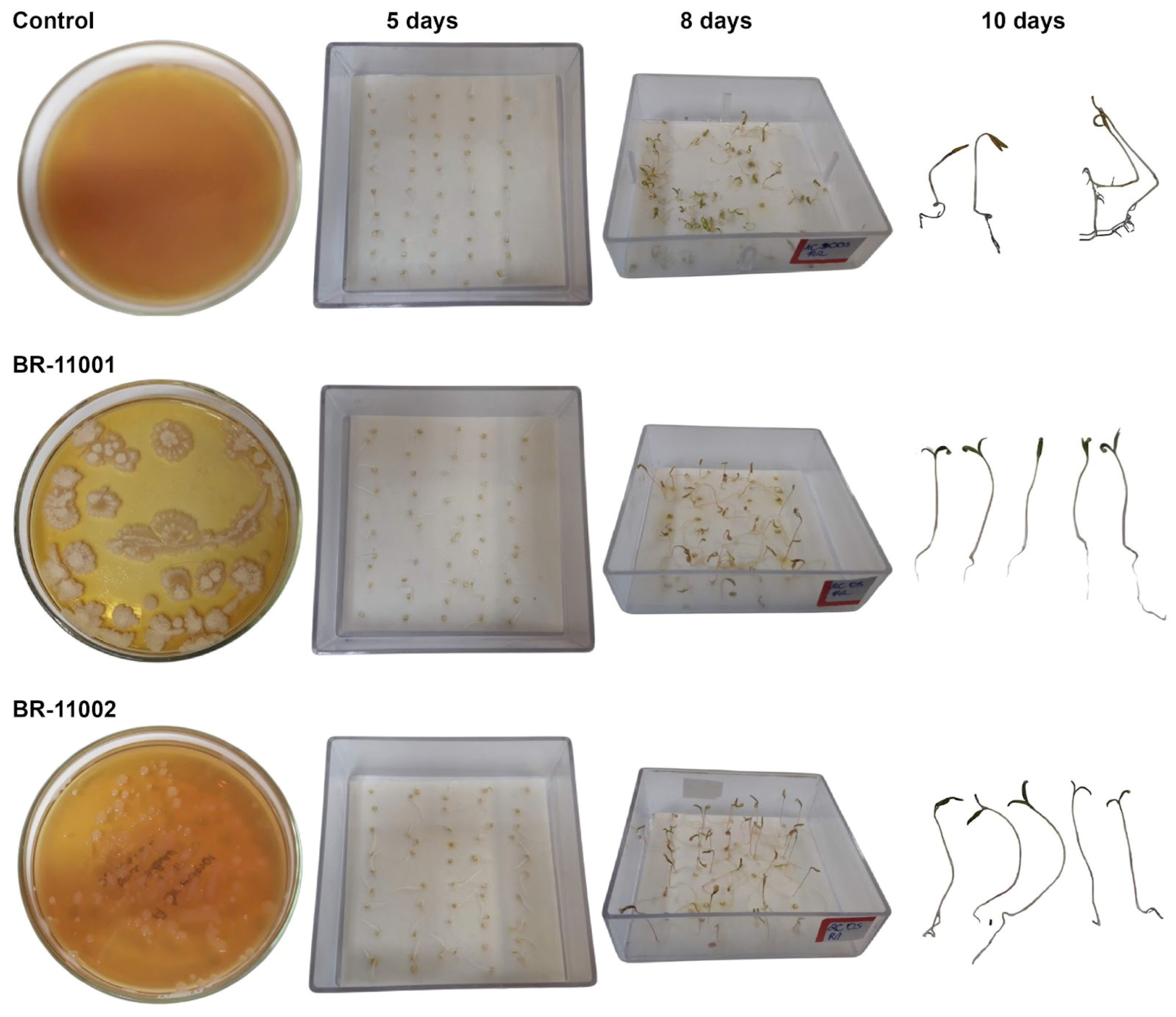 Plants 14 03829 g002 Plants 14 03829 g002