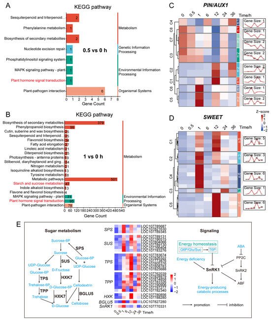 Decapitation Rapidly Triggers Axillary Bud Release via Regulatory