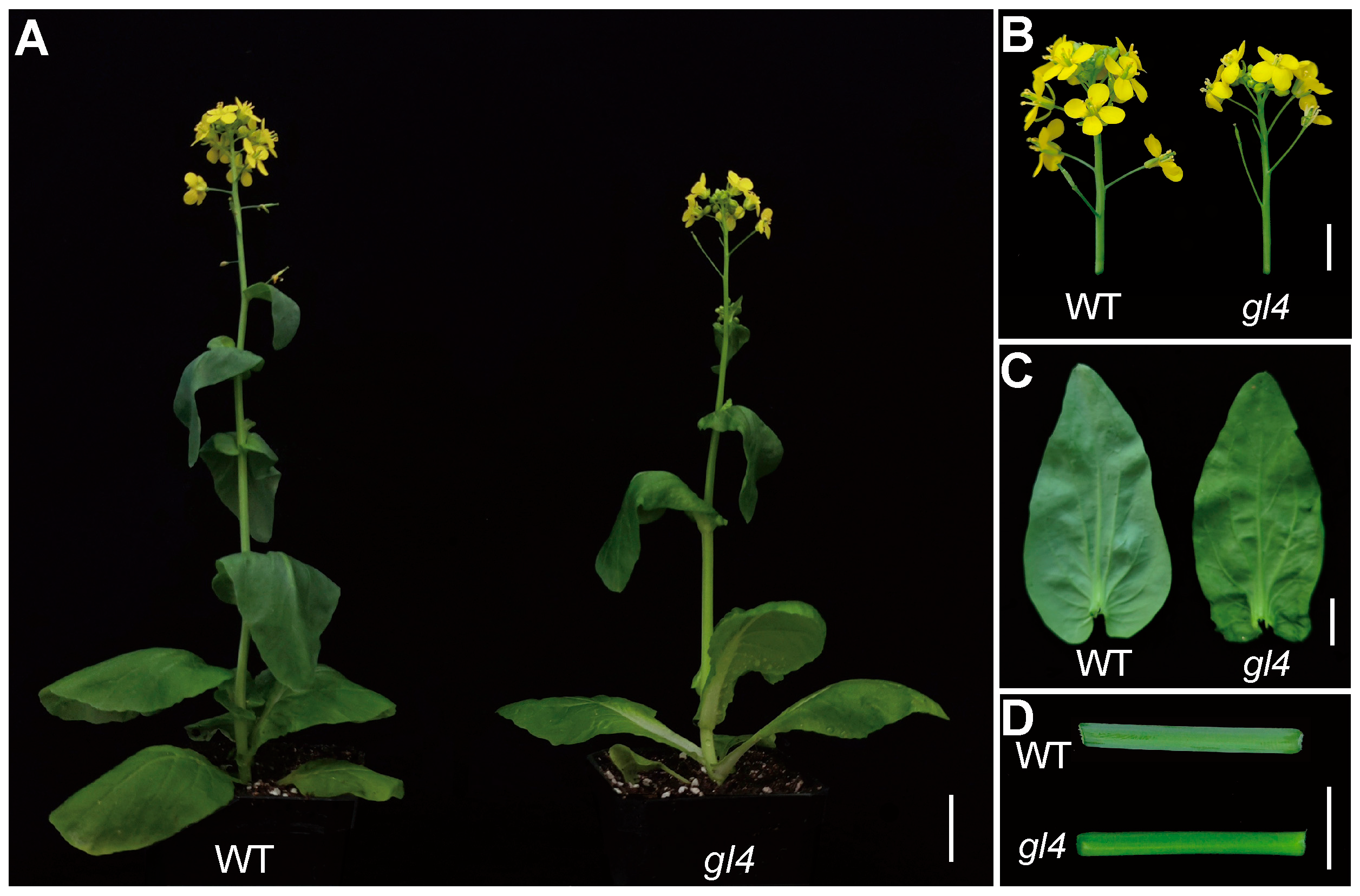 Plants 14 03831 g001