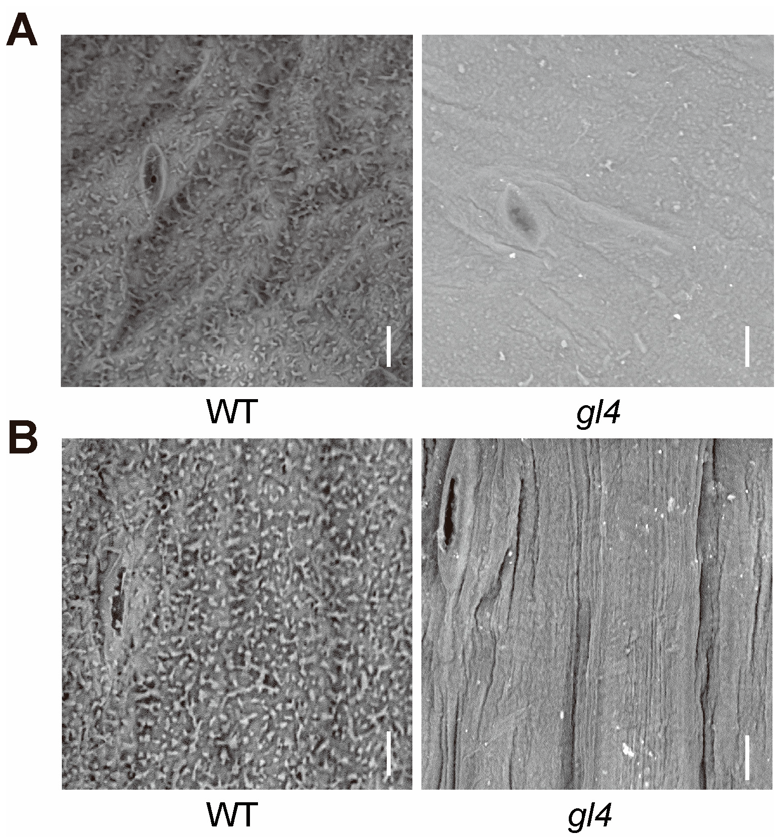 Plants 14 03831 g002