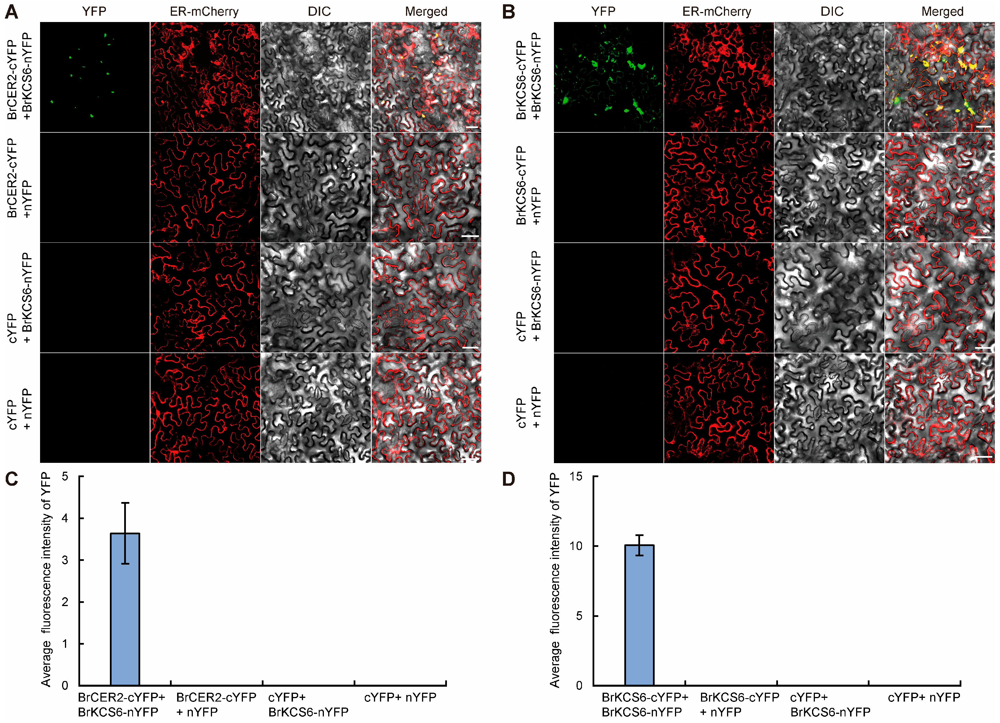 Plants 14 03831 g007
