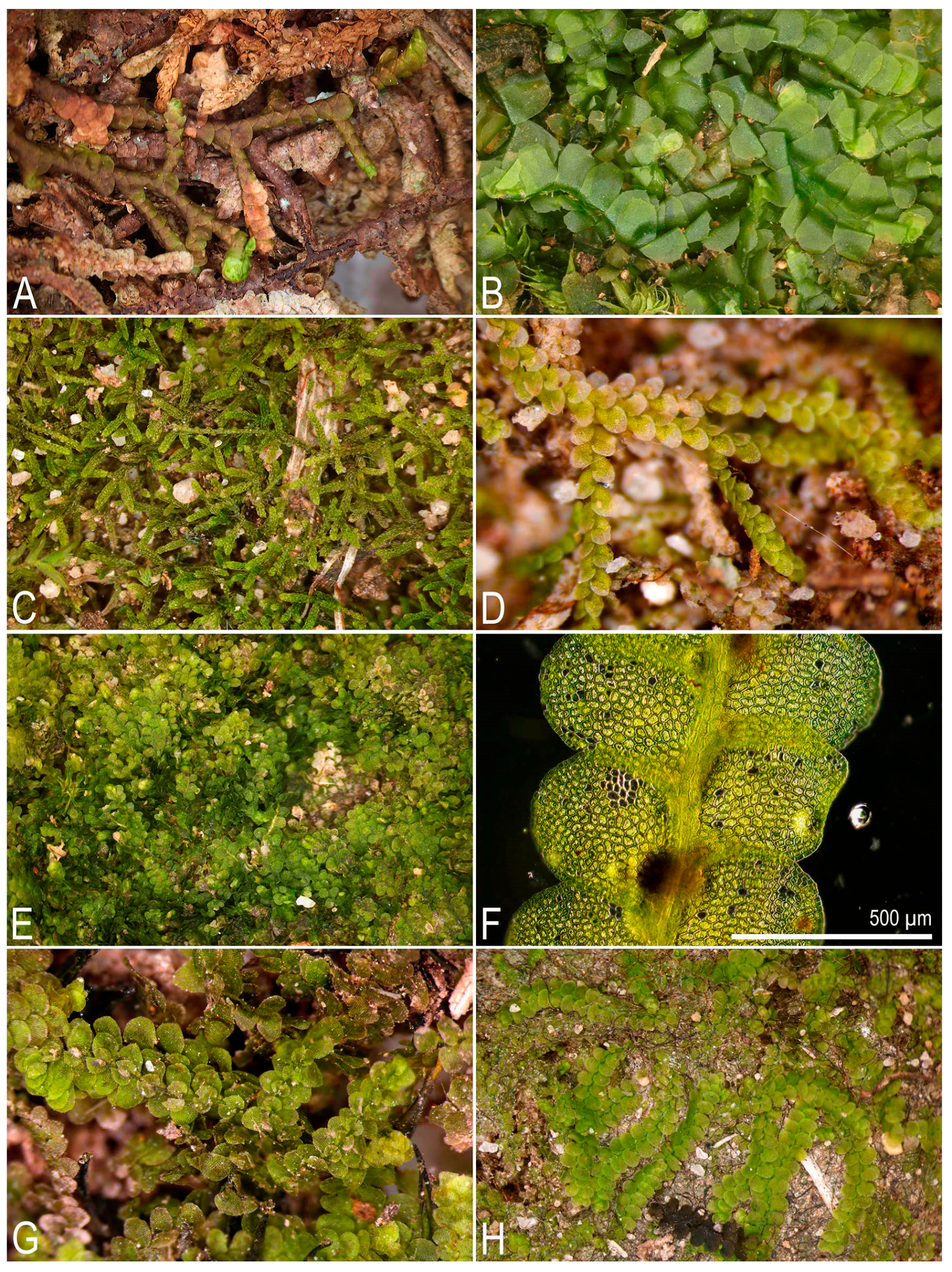 Plants 14 03832 g003 Plants 14 03832 g003
