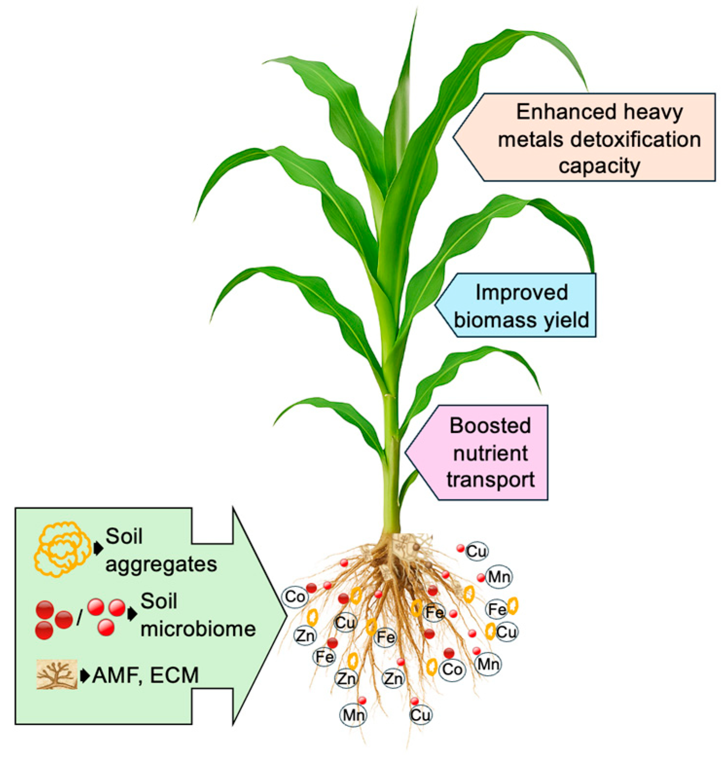 Plants 14 03834 g003 Plants 14 03834 g003