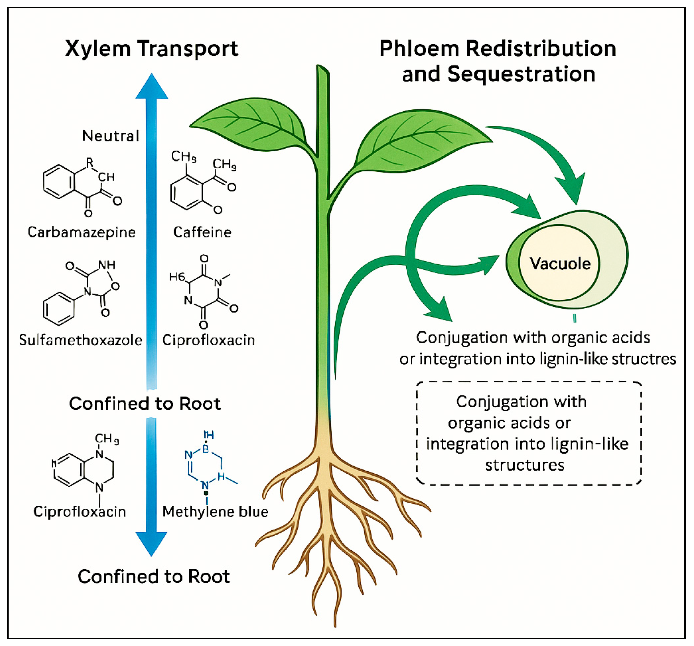 Plants 14 03835 g006