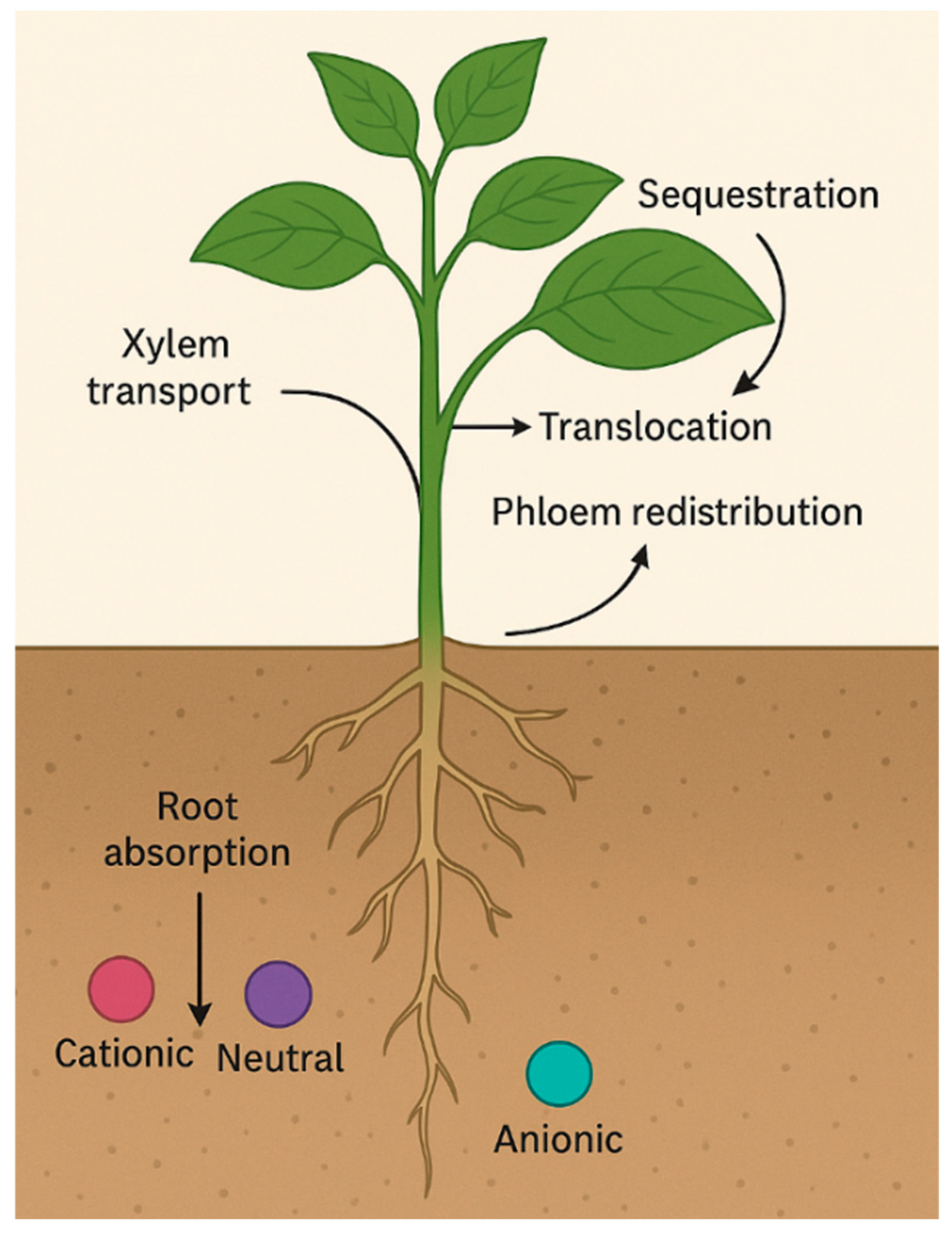 Plants 14 03835 g007
