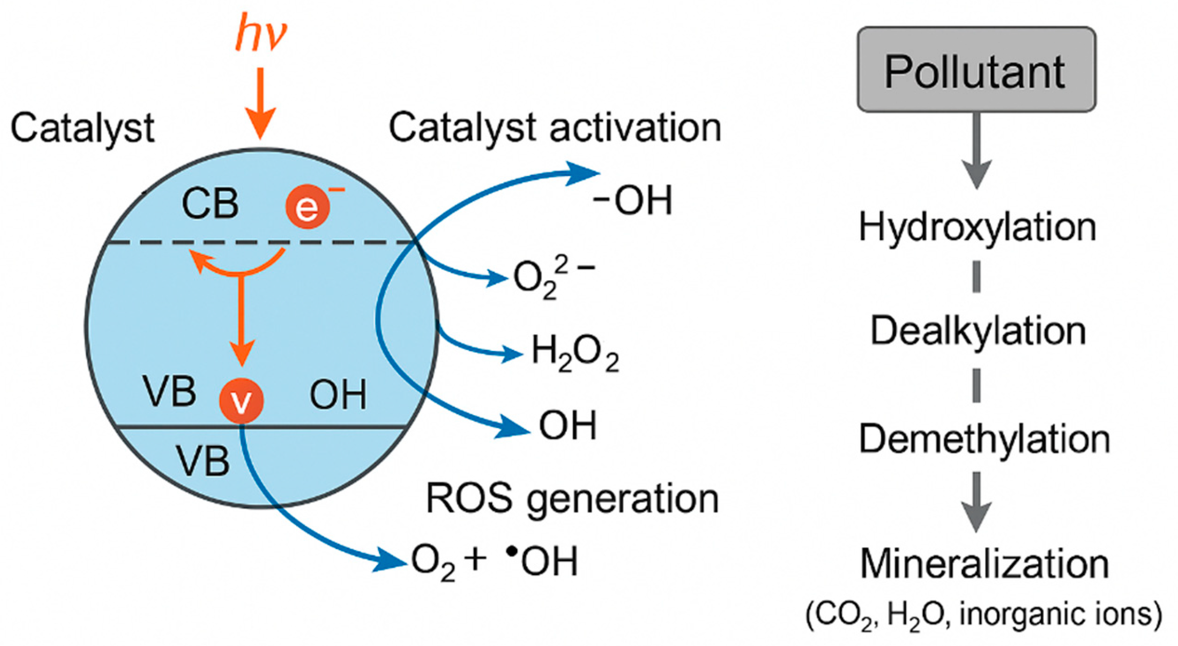 Plants 14 03835 g010