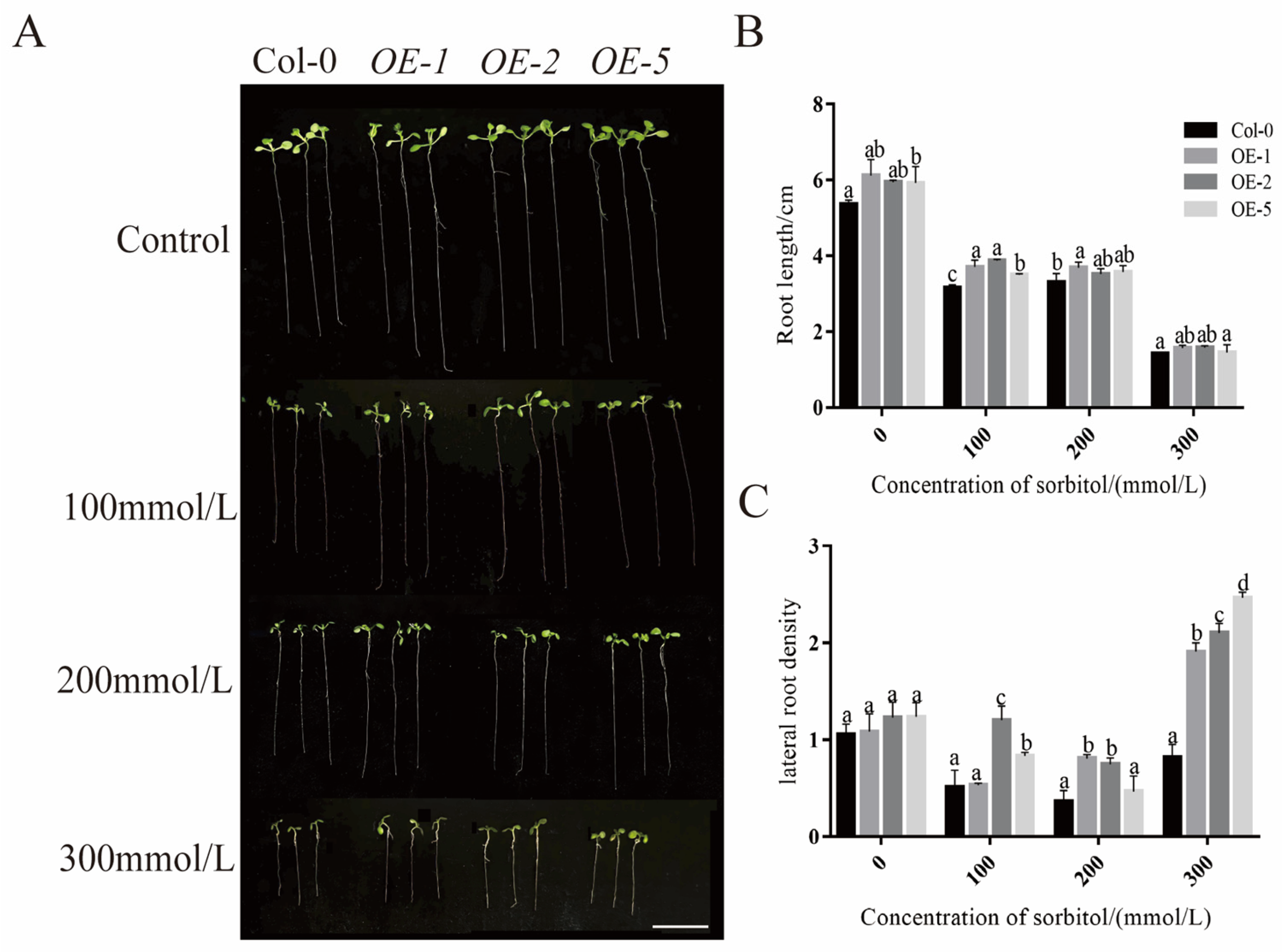 Plants 14 03847 g009 Plants 14 03847 g009