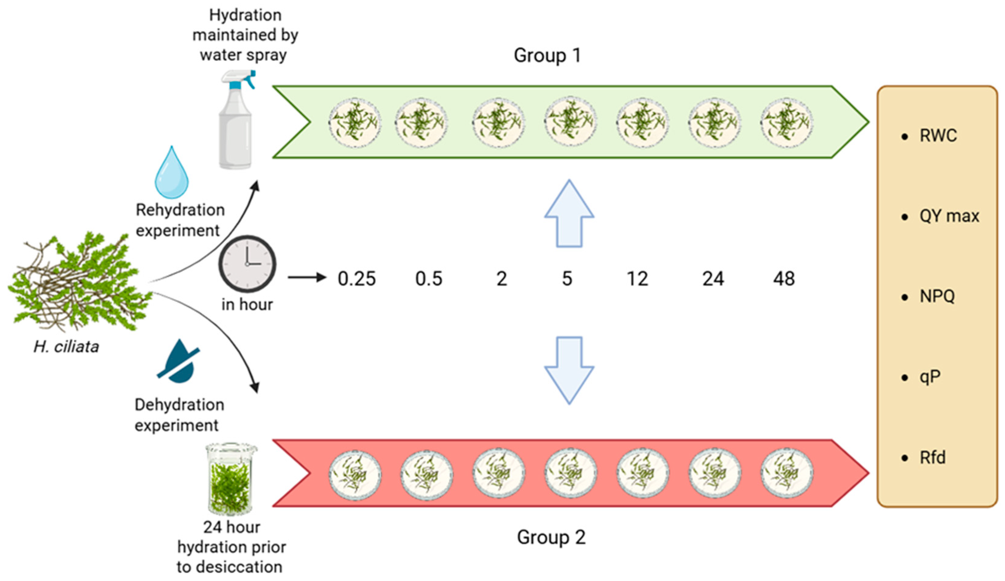 Plants 14 03849 g003 Plants 14 03849 g003