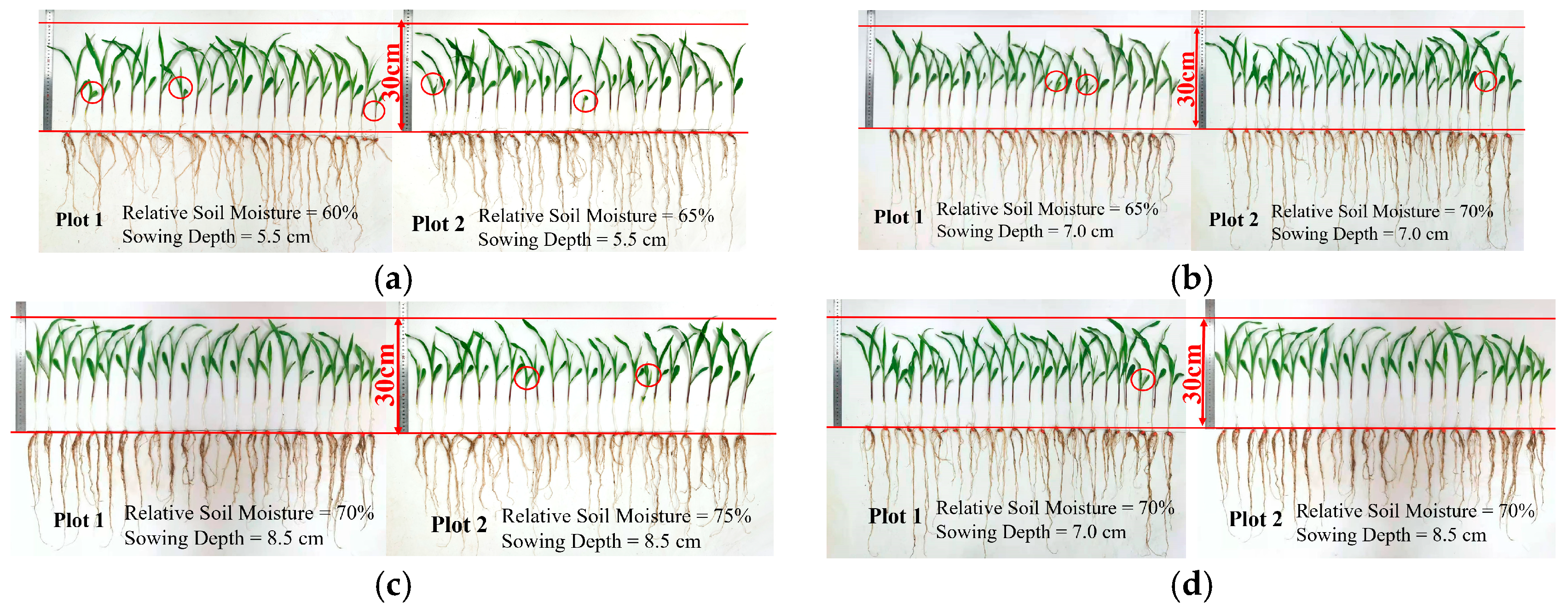 Plants 14 03859 g005
