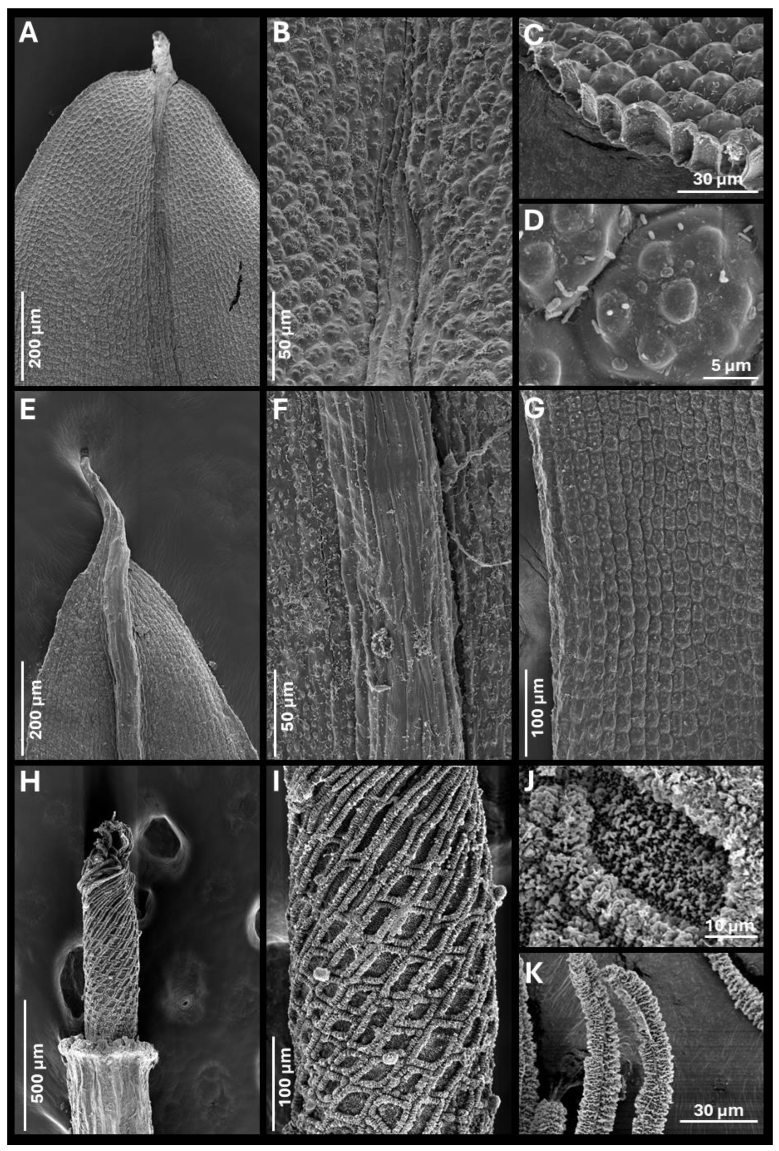 Plants 14 03861 g003 Plants 14 03861 g003