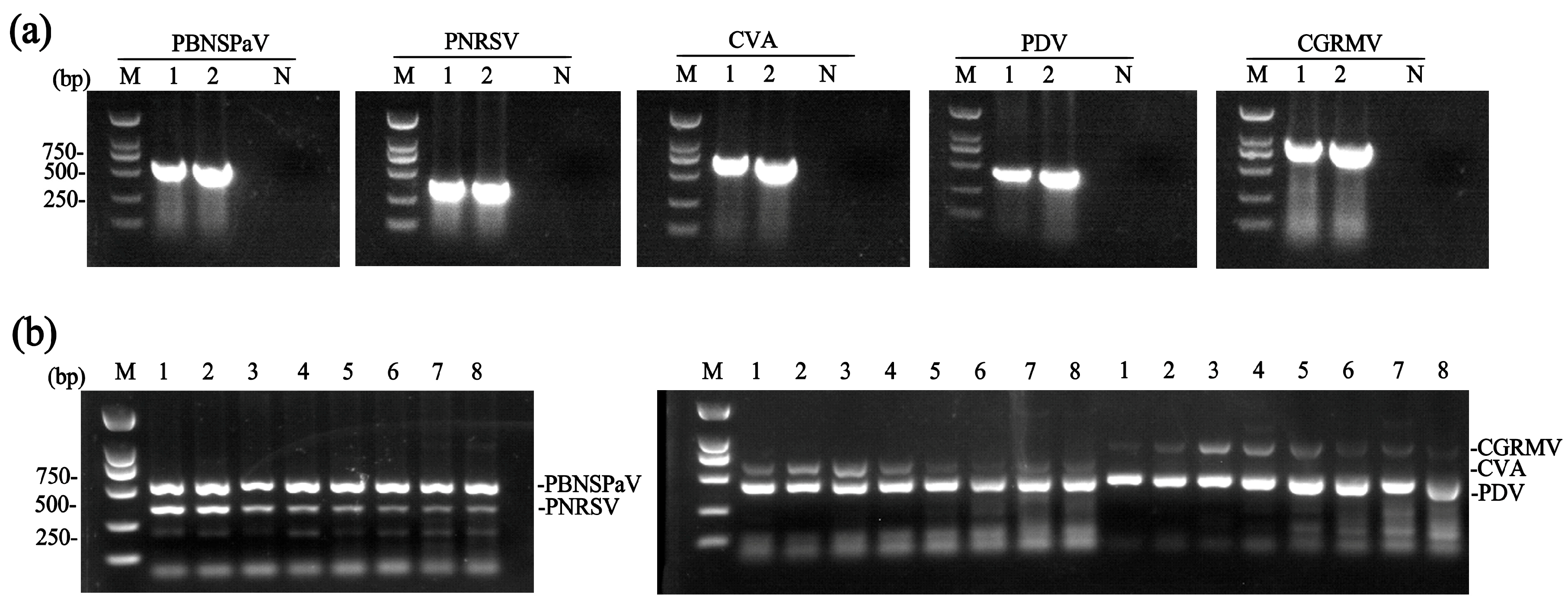 Plants 14 03862 g001
