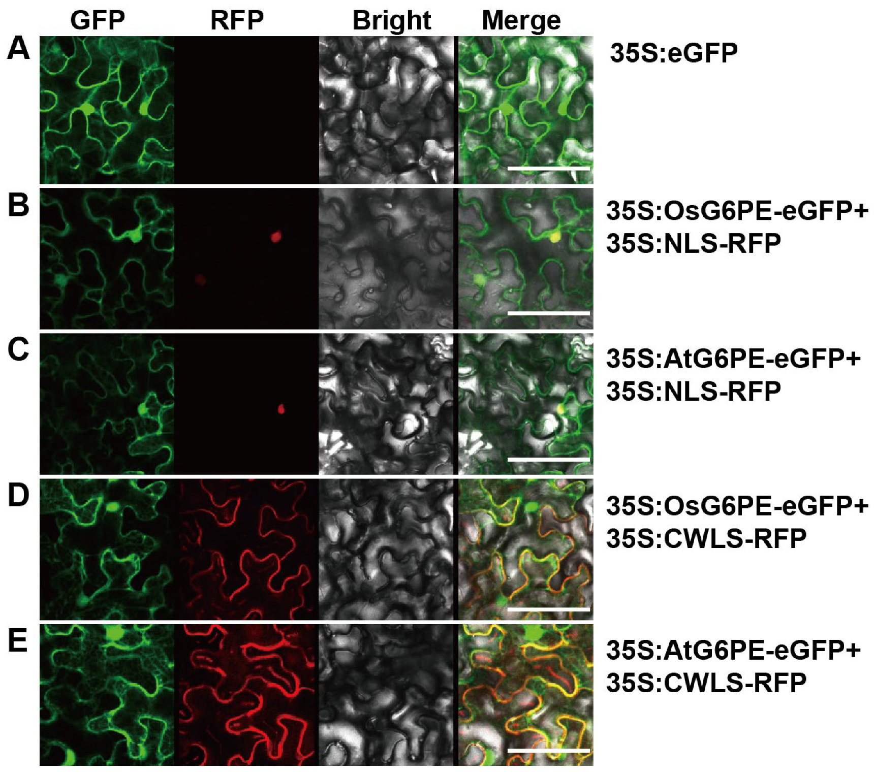 Plants 14 03869 g001