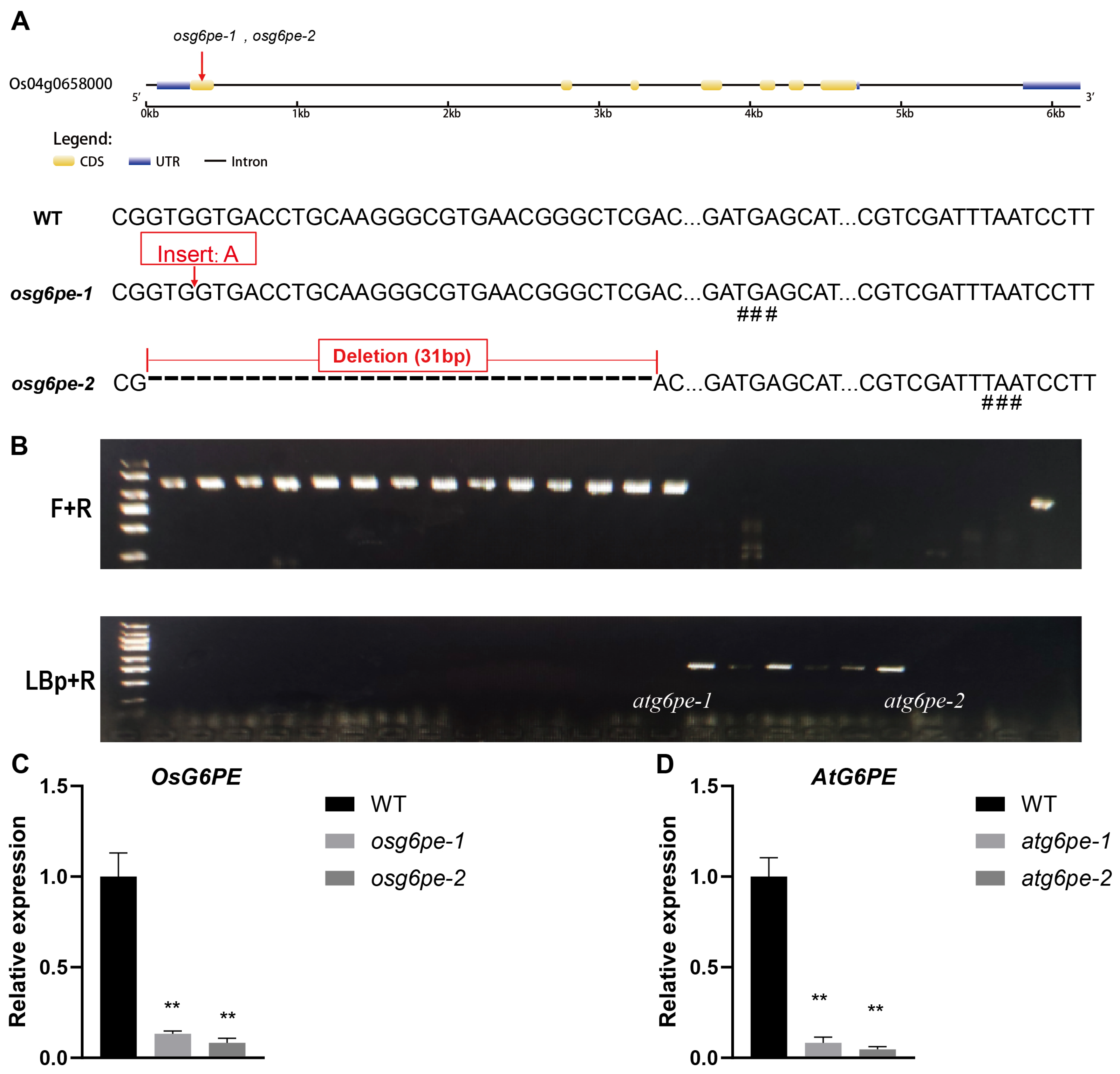 Plants 14 03869 g002