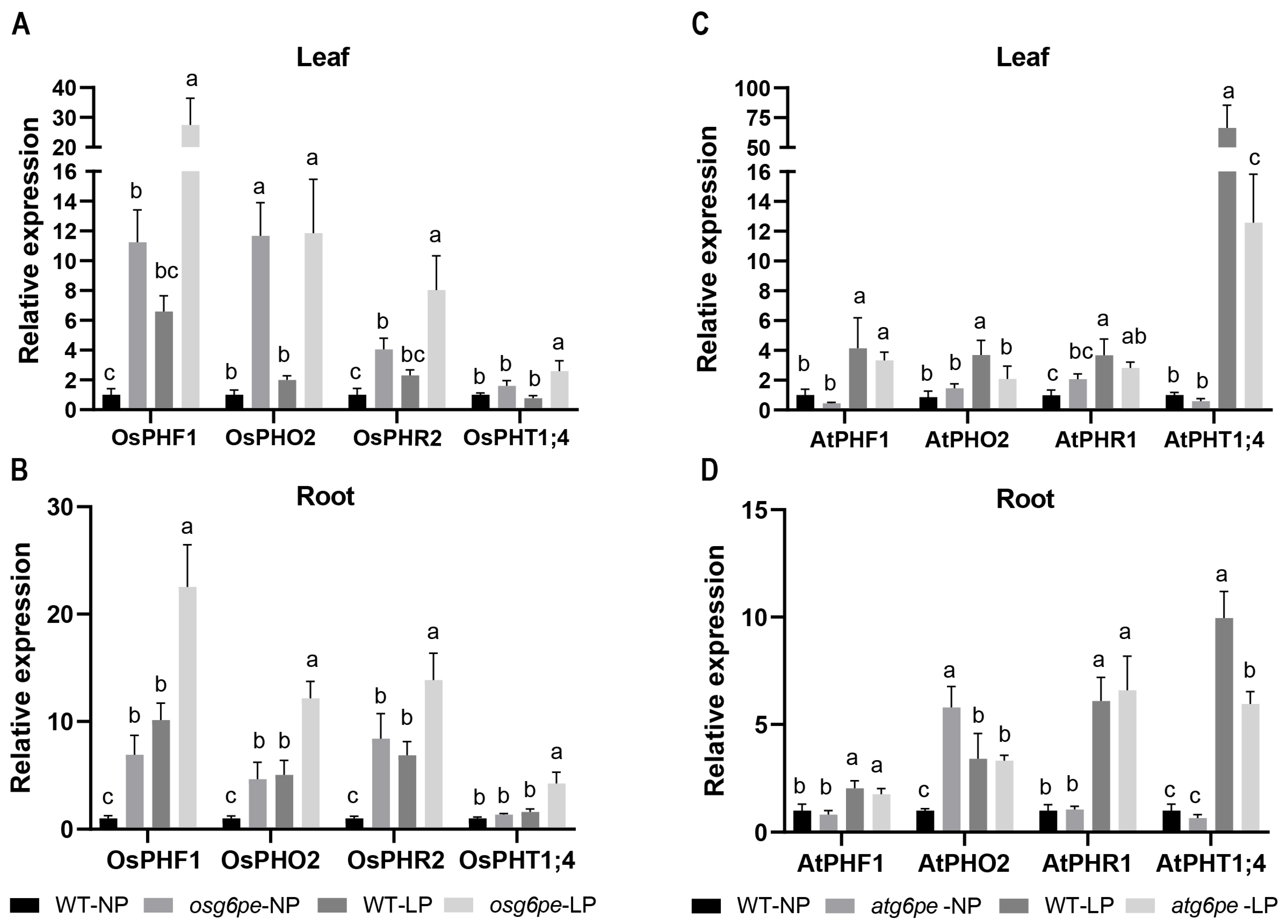 Plants 14 03869 g007