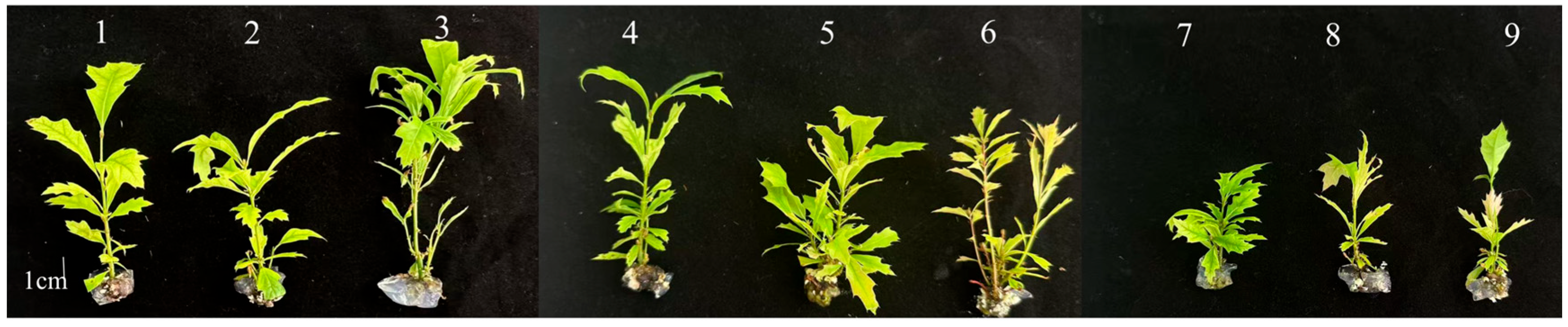 Plants 14 03870 g001