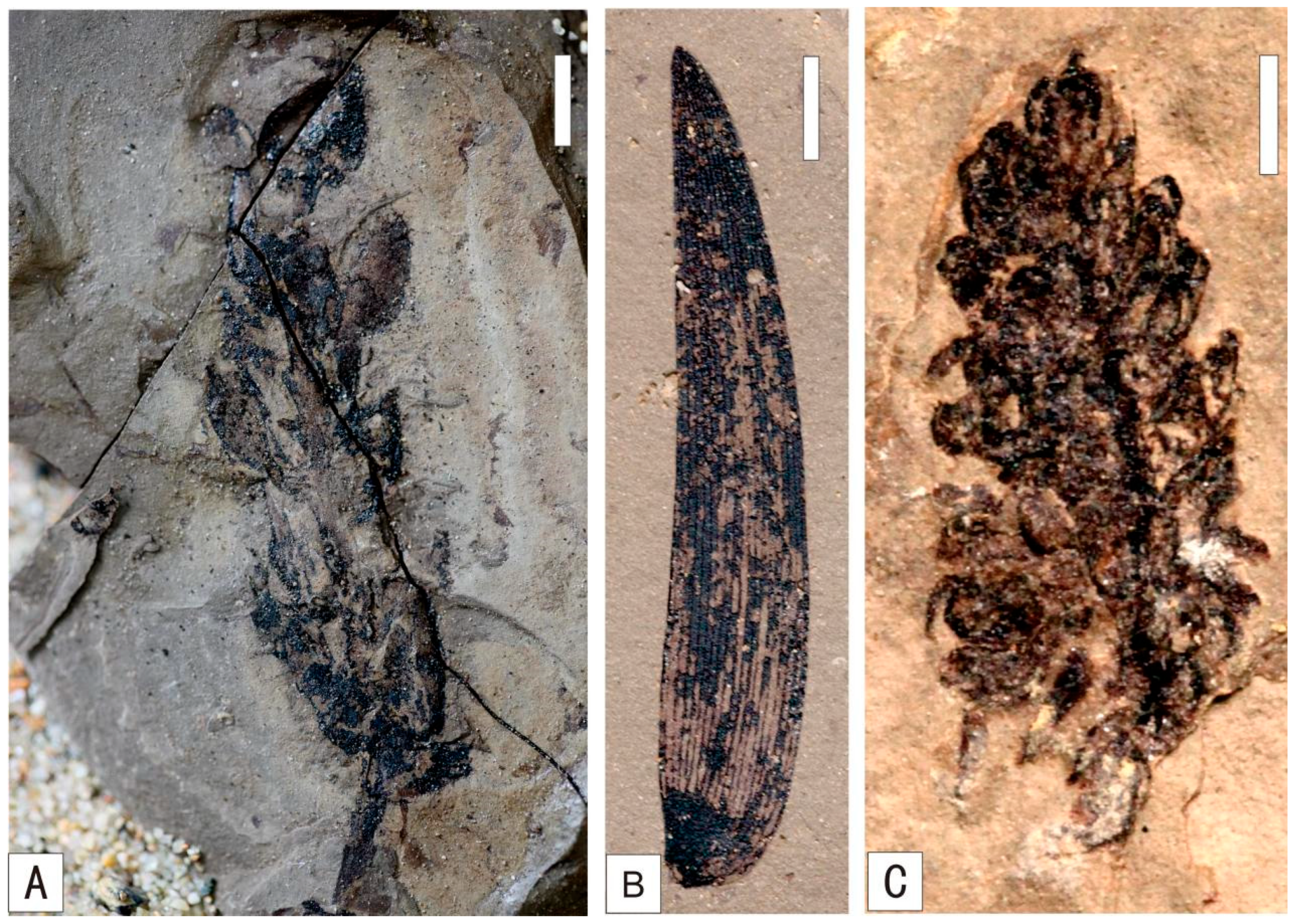 Plants 15 00022 g003