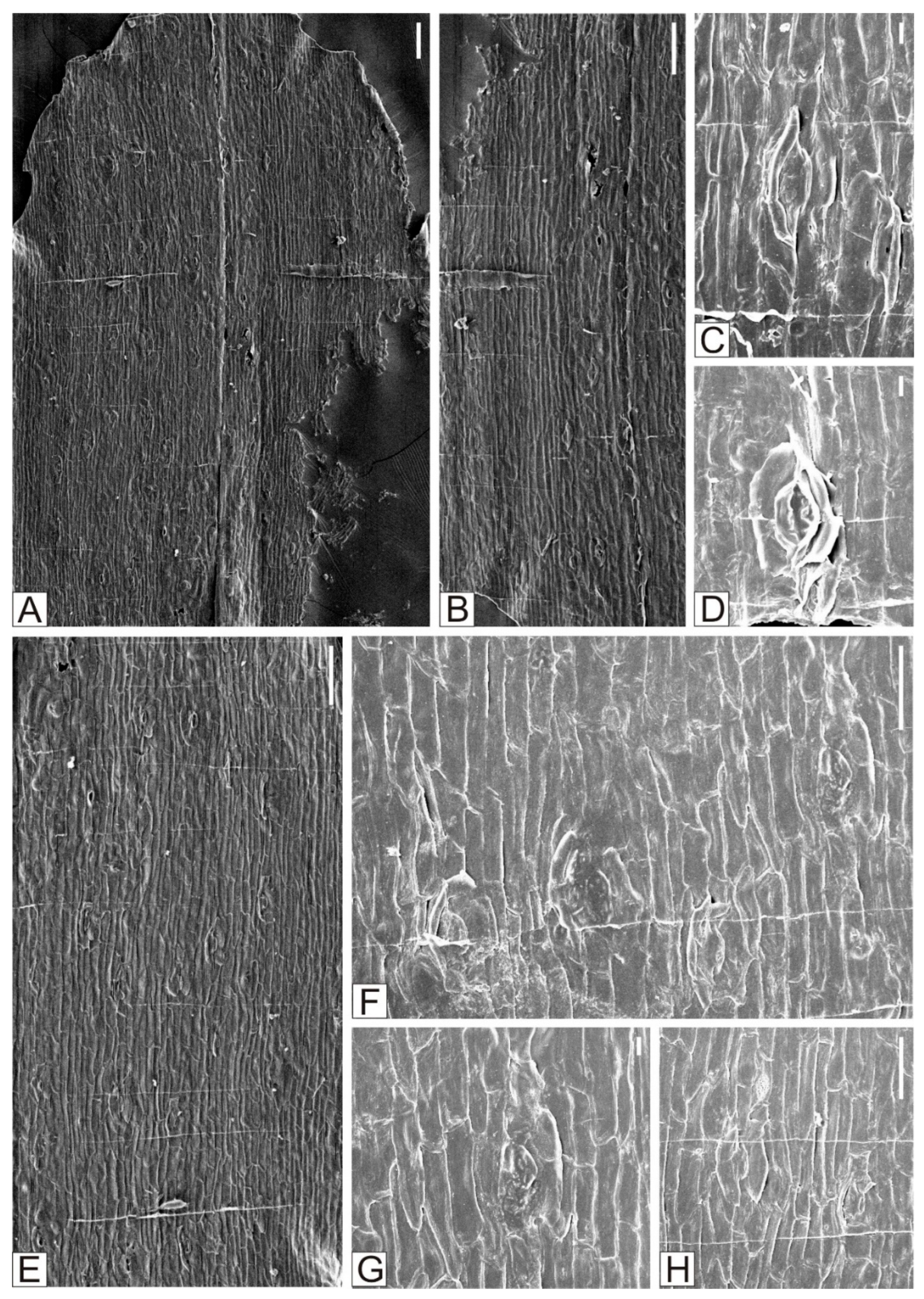 Plants 15 00022 g004