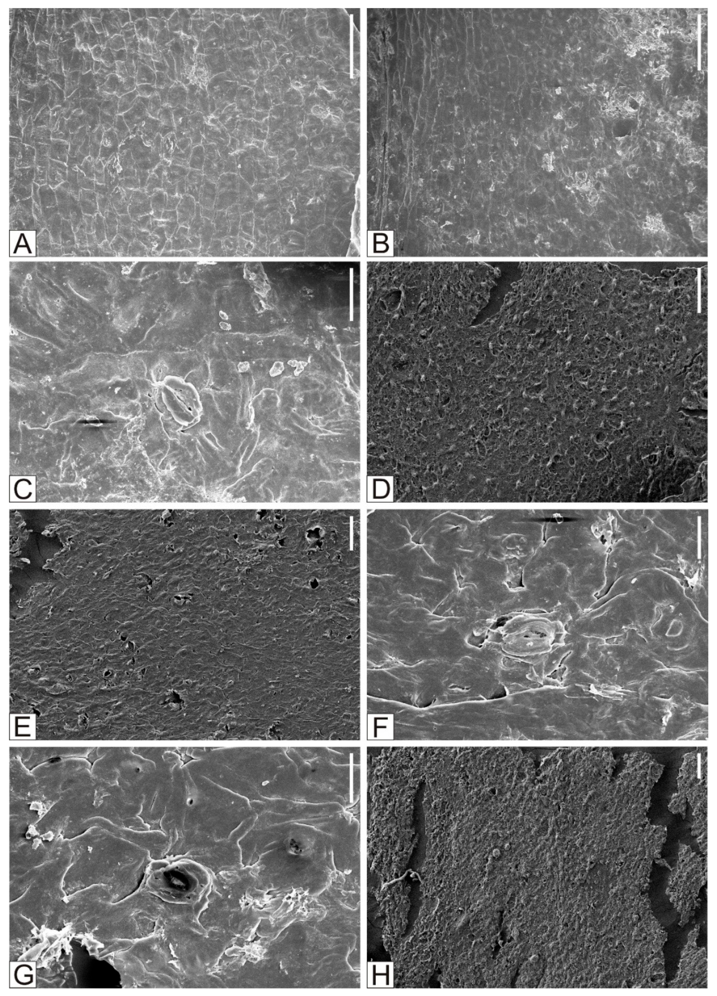 Plants 15 00022 g007