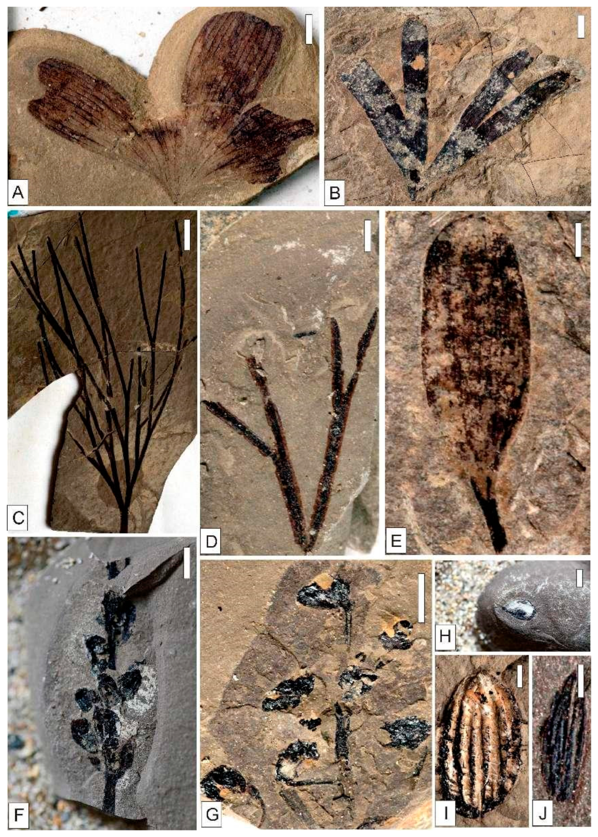 Plants 15 00022 g009