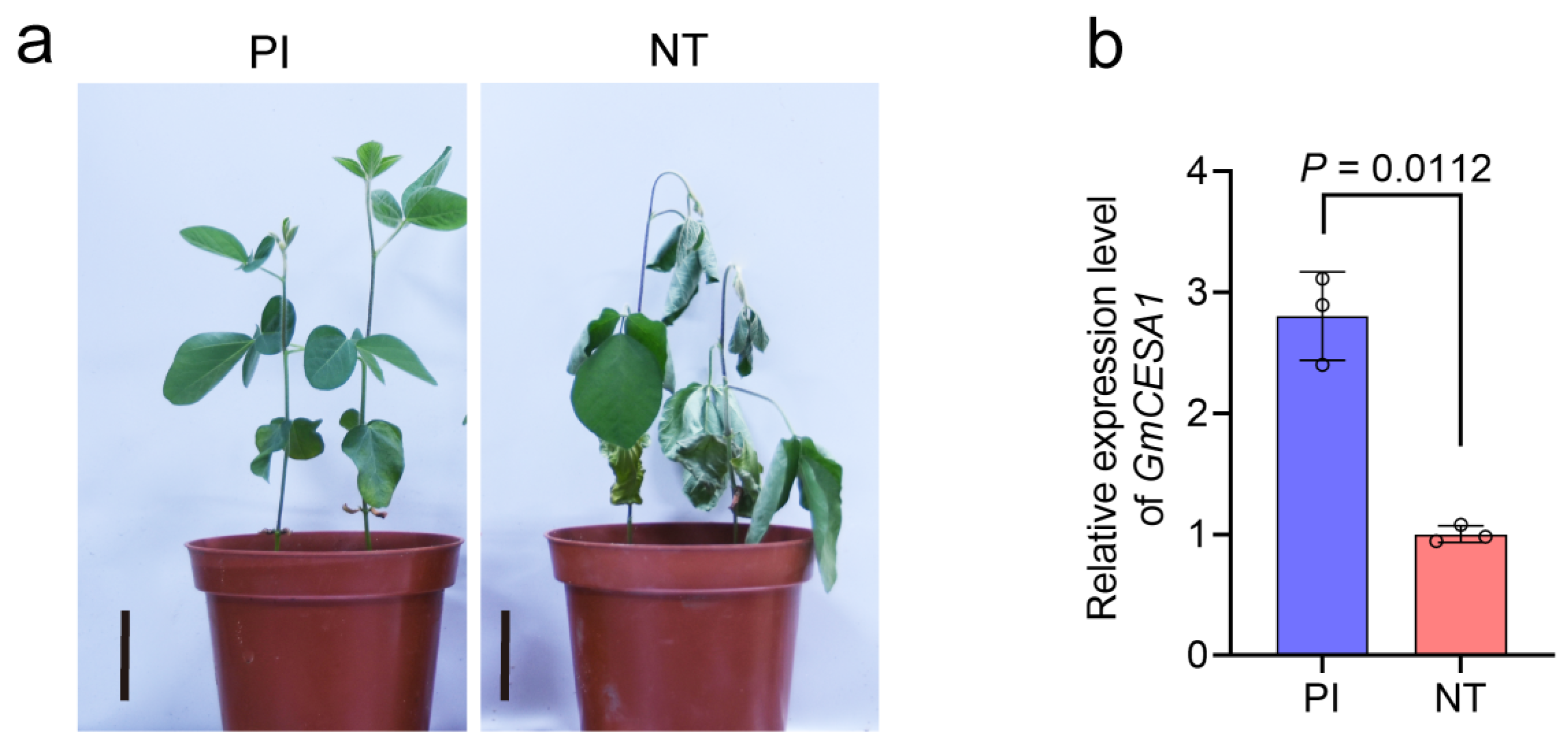 Plants 15 00034 g004